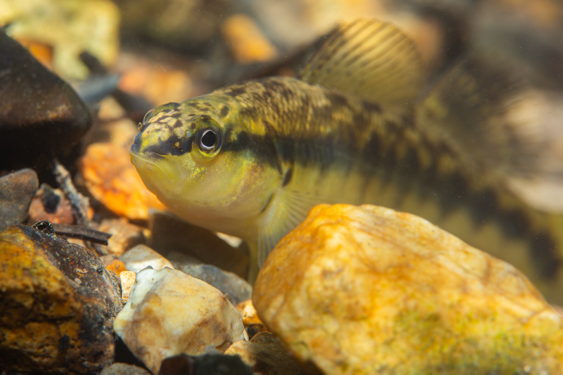 Blackbanded Darter (Percina nigrofasciata)