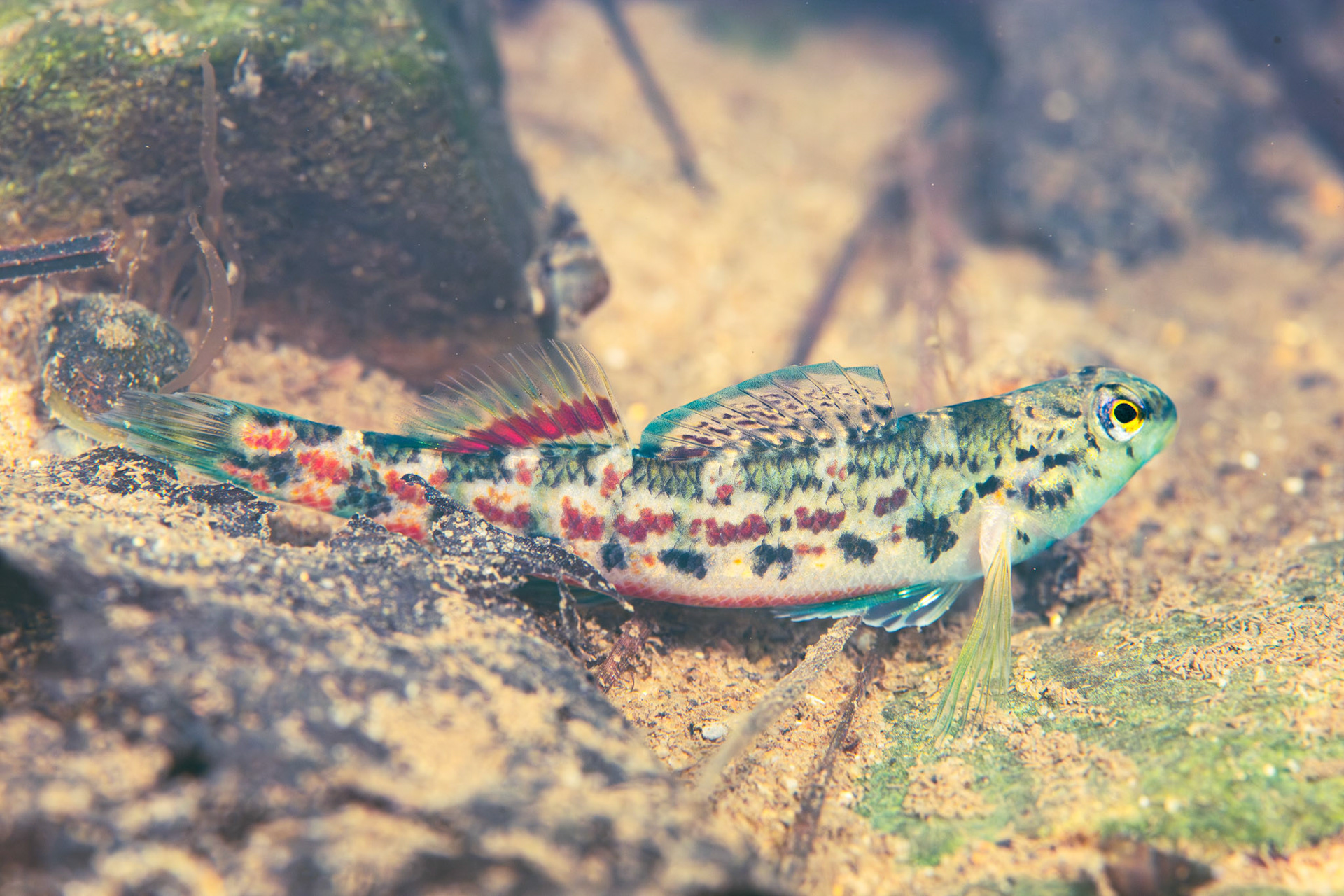 Alabama Darter (Etheostoma ramseyi)