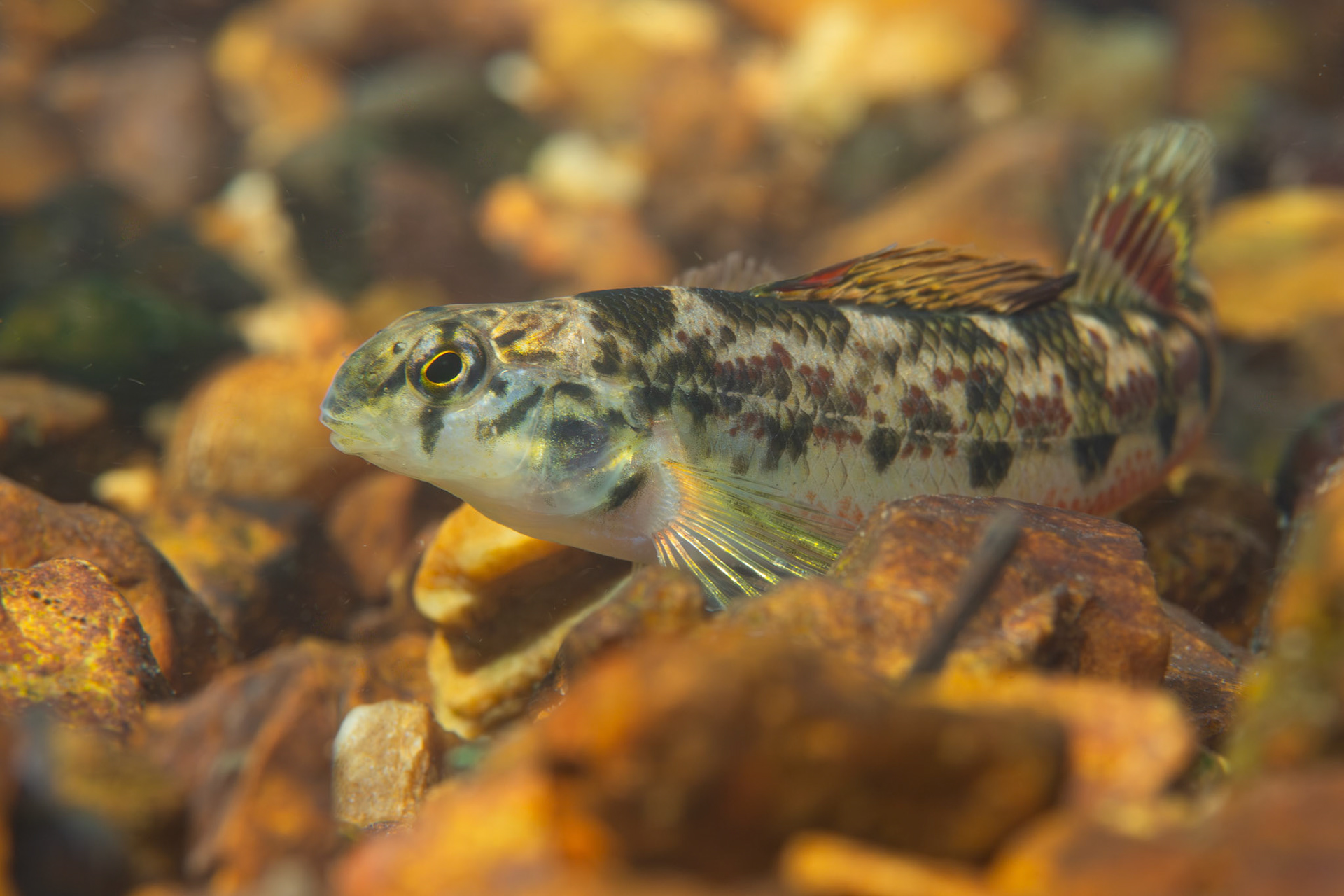 Vermilion Darter (Etheostoma chermocki)