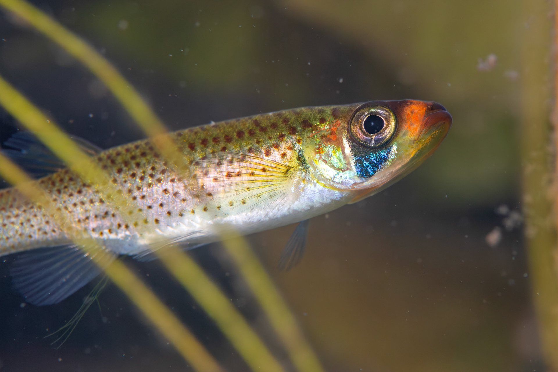 Russetfin Topminnow (Fundulus escambiae)