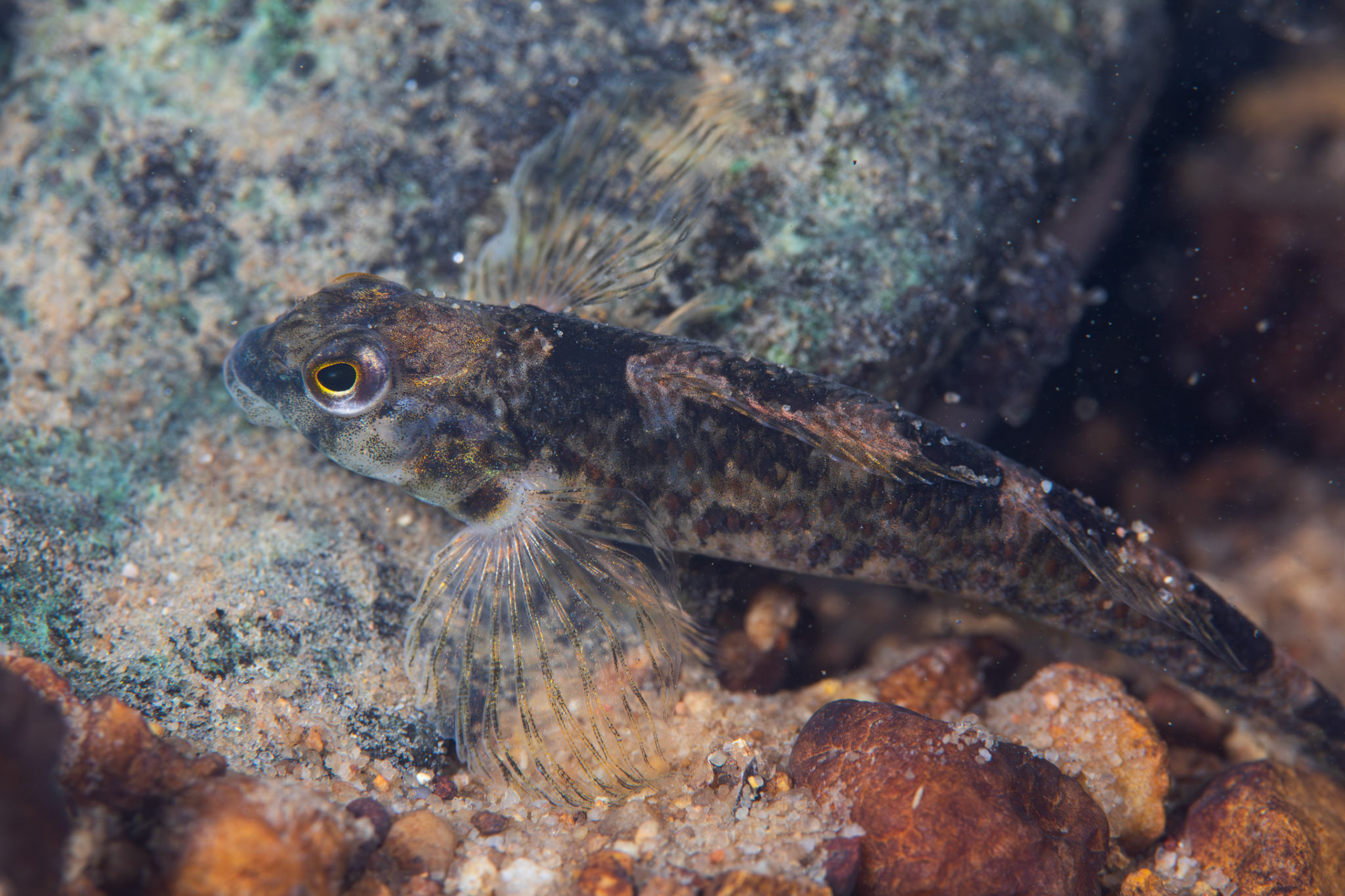 Rock Darter