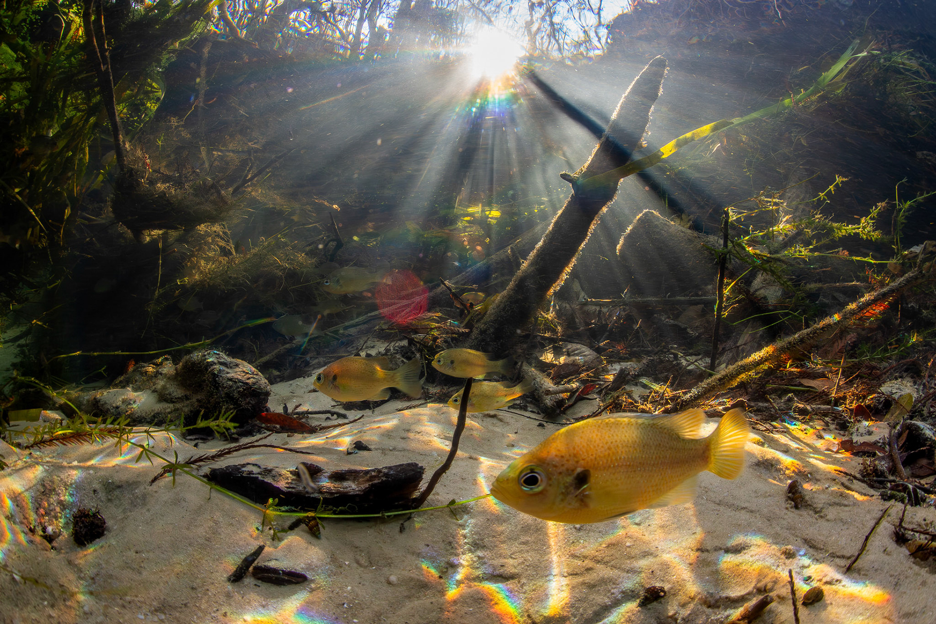 Bluegill