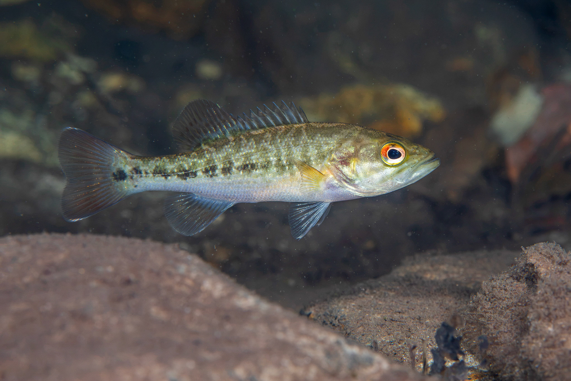 Tallapoosa Bass