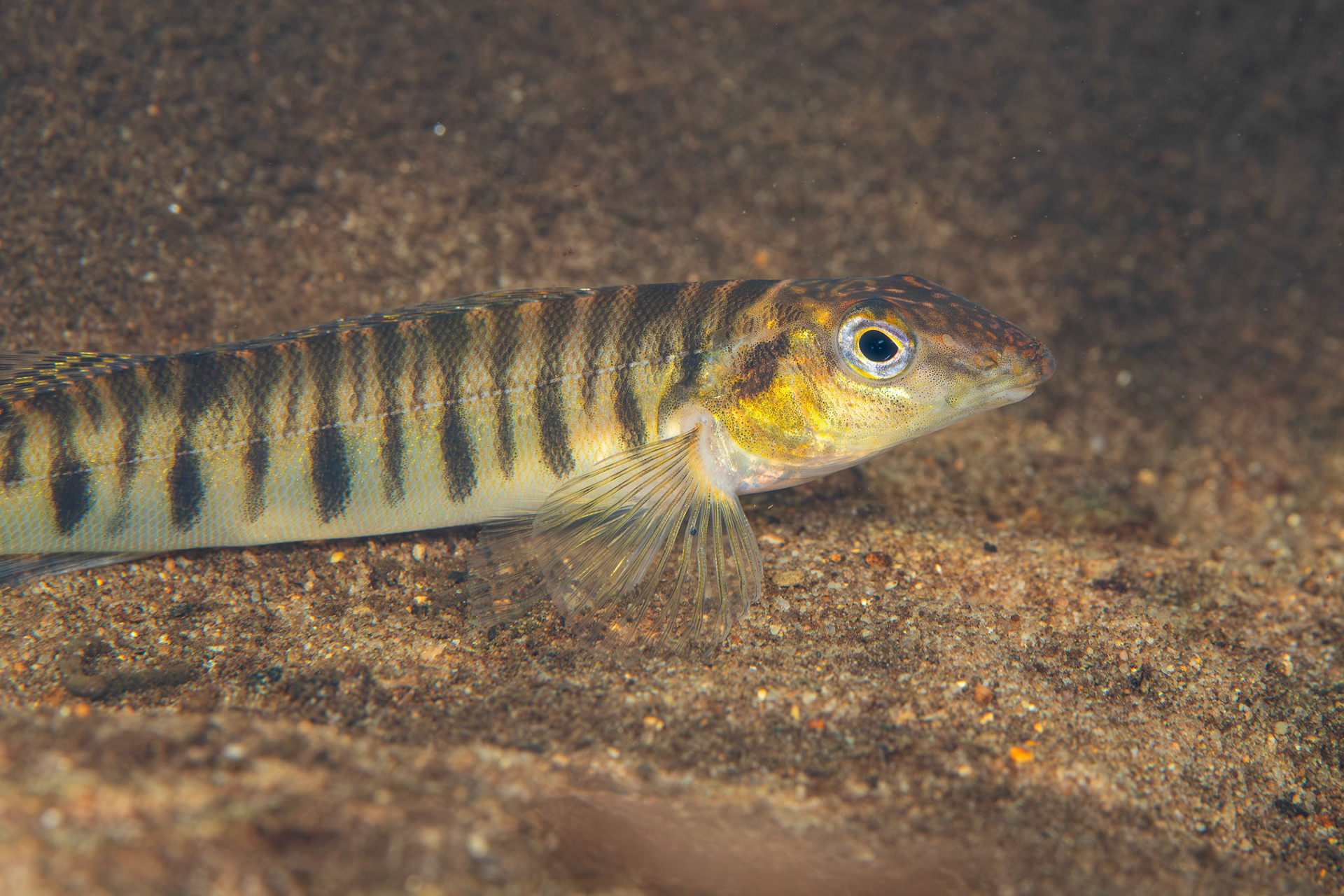 Common Logperch