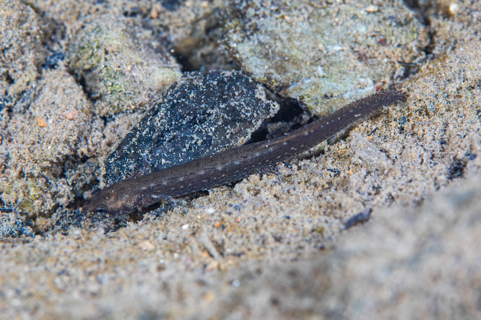 Eurycea sp.