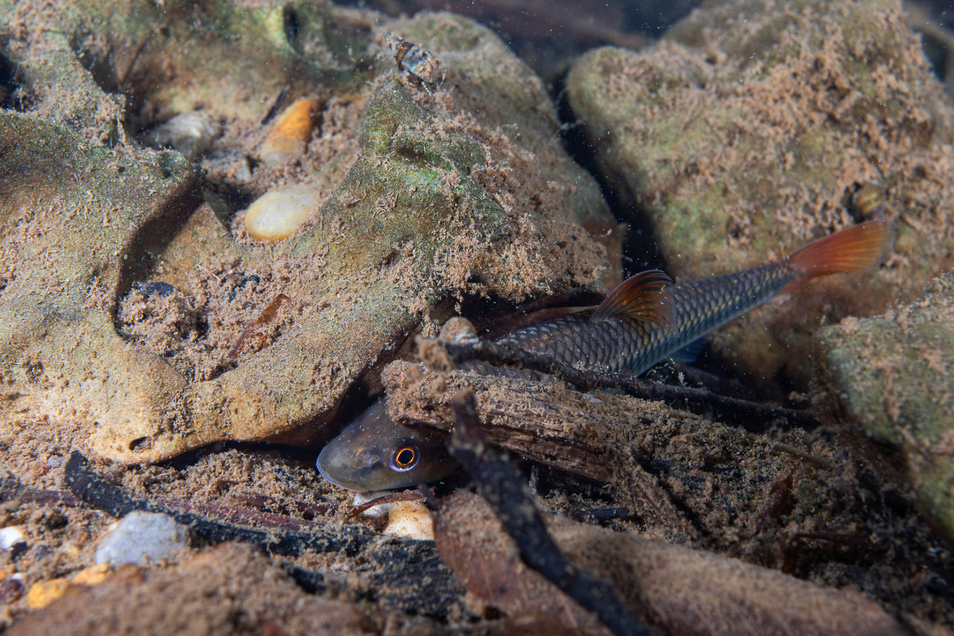 Bluehead Chub