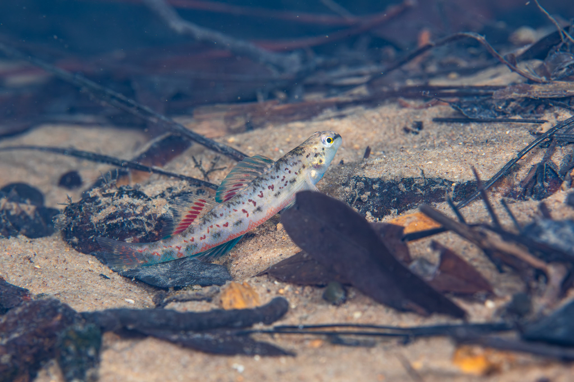 Tombigbee Darter