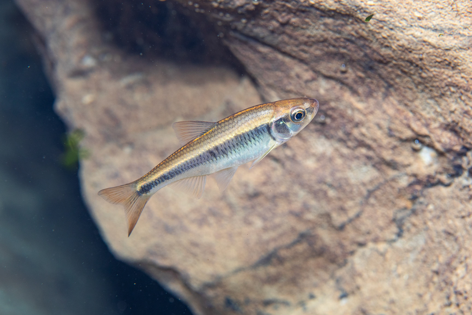 Southern Striped Shiners