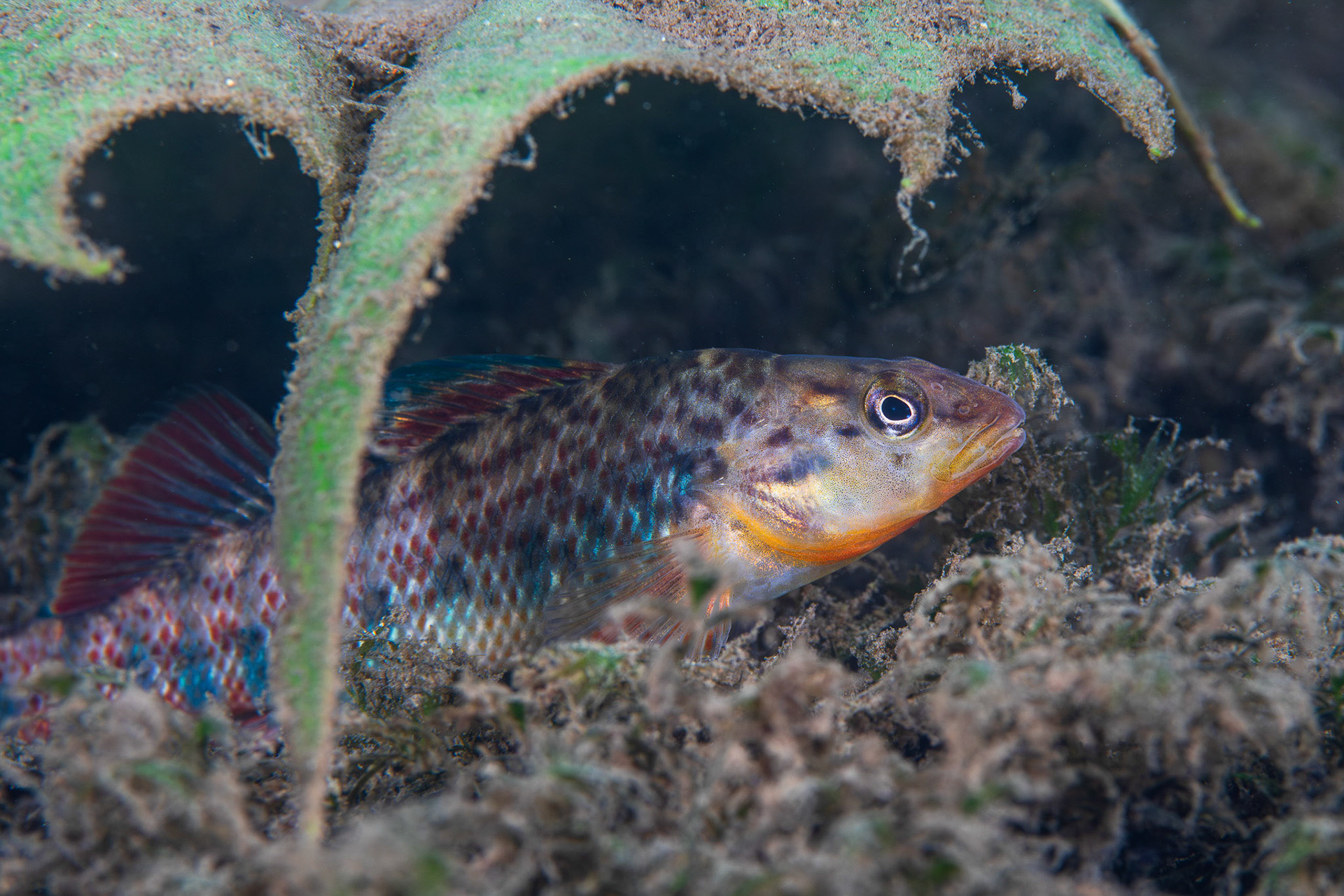 Rainbow Darter
