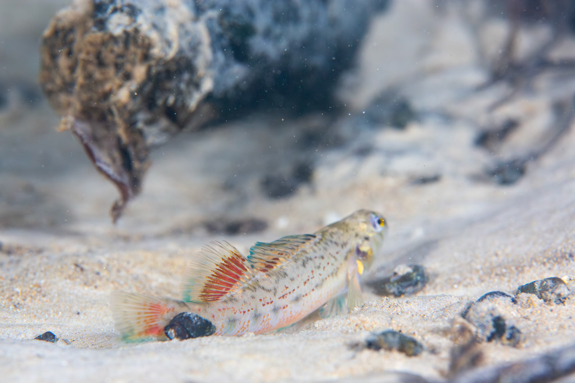 Coastal Darter