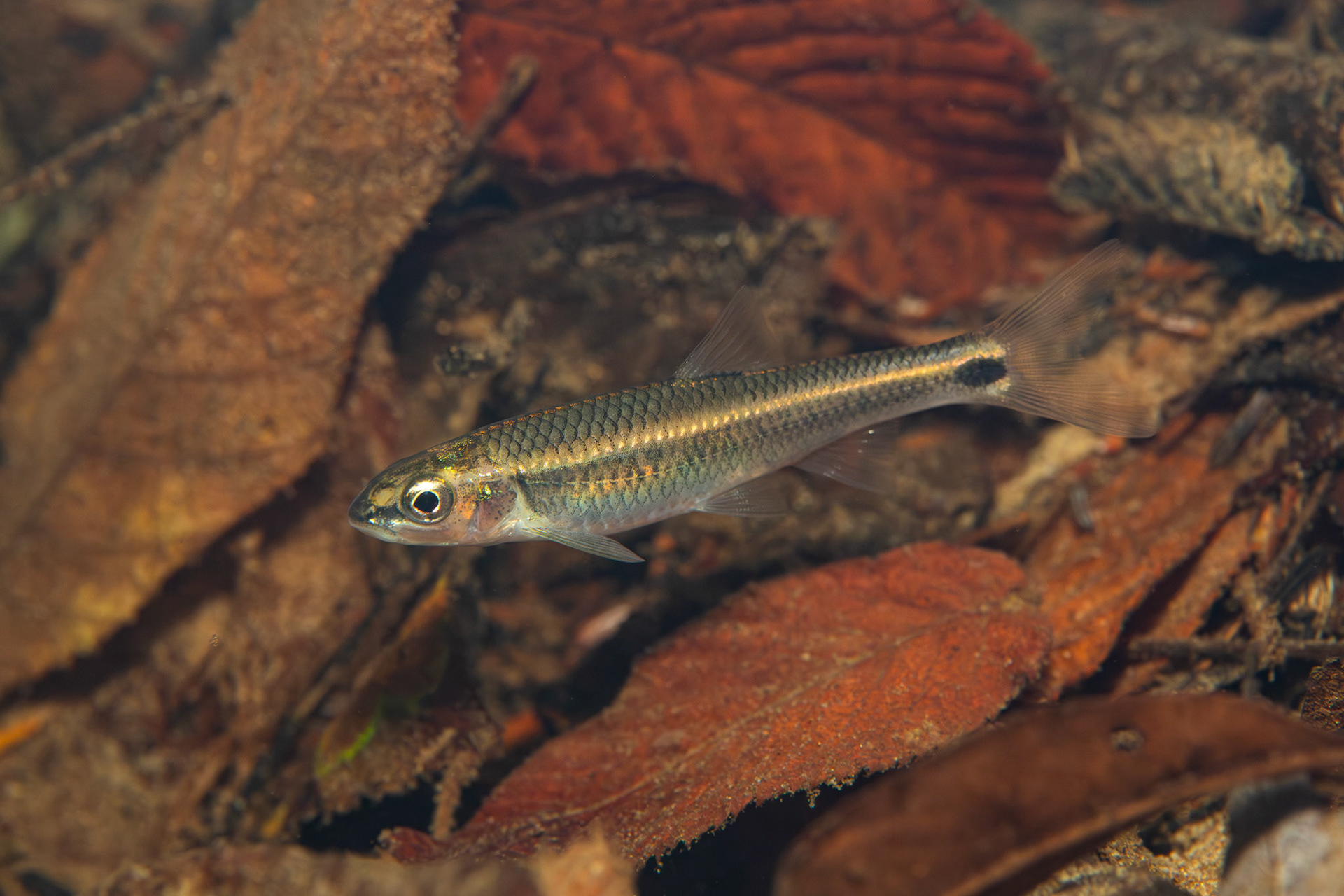 Alabama Shiner