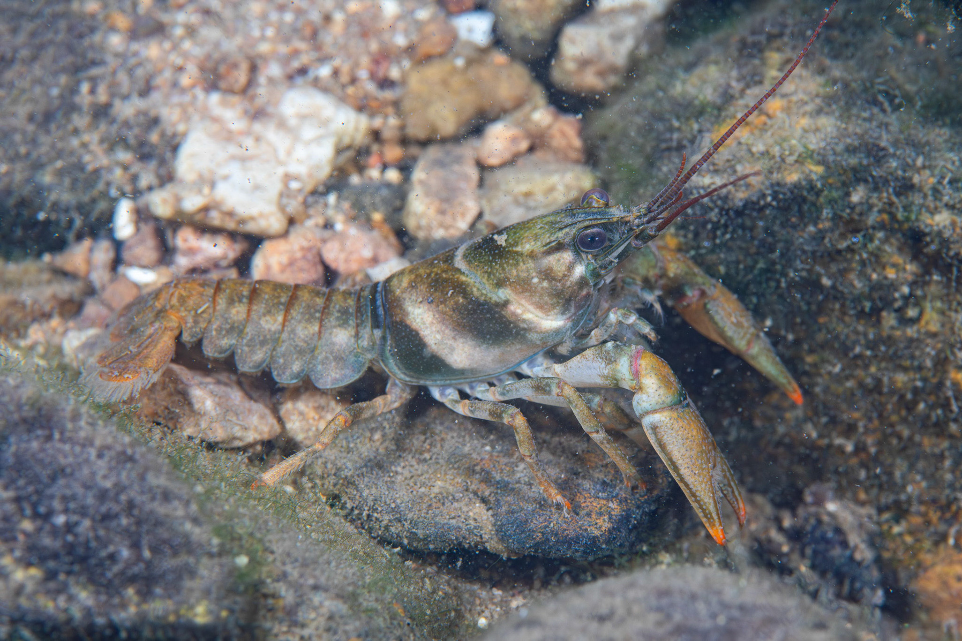 Wonderful Crayfish