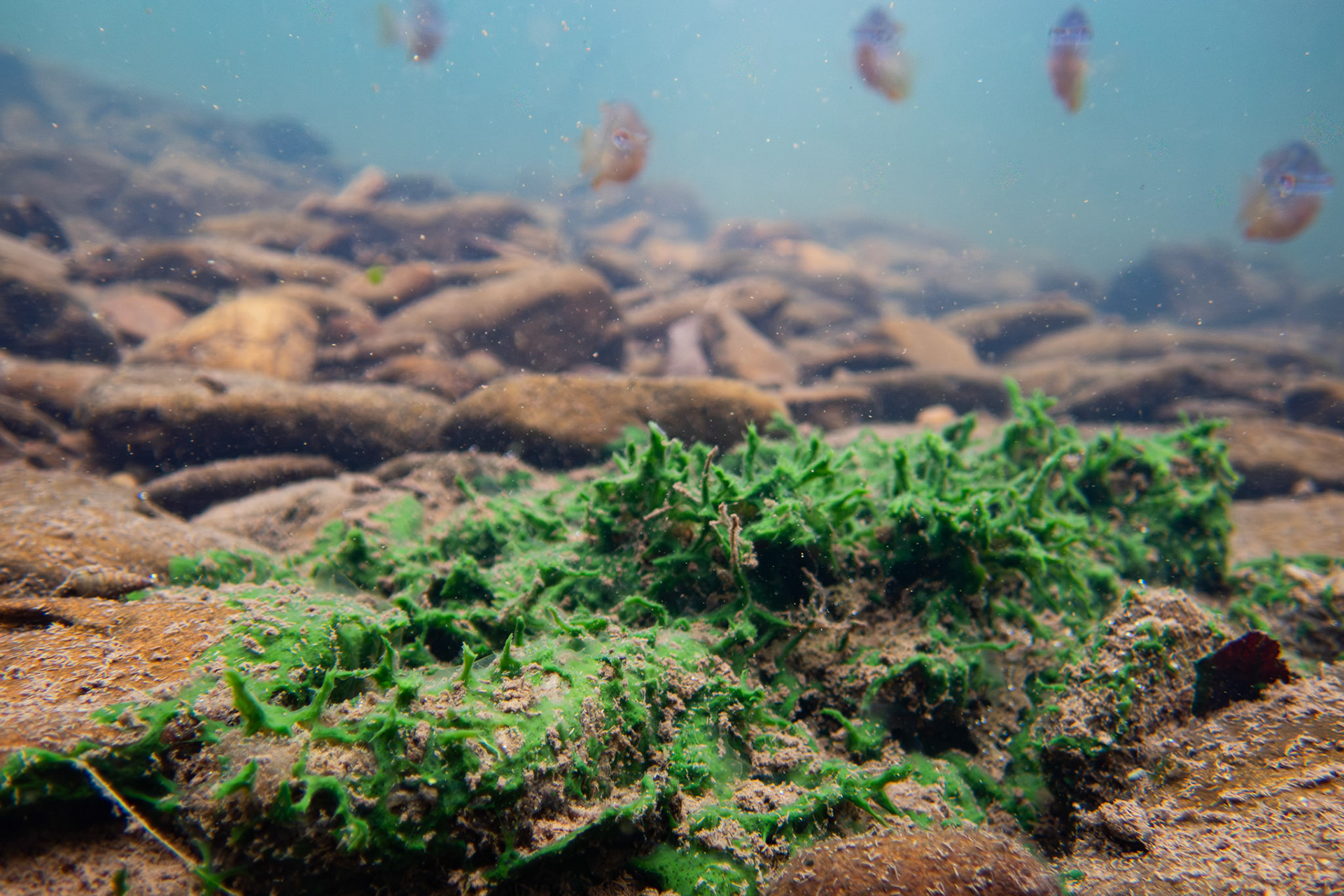 Freshwater Sponge