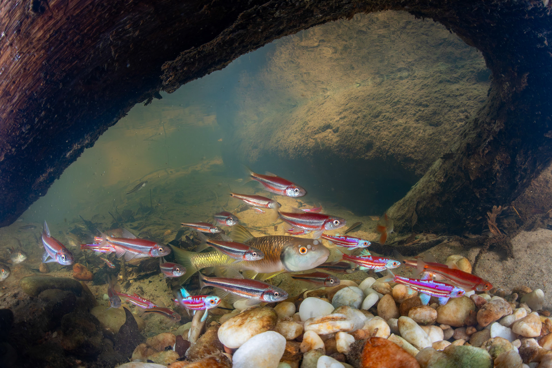 Rainbow Shiner, Rough Shiner, and Bluehead chub