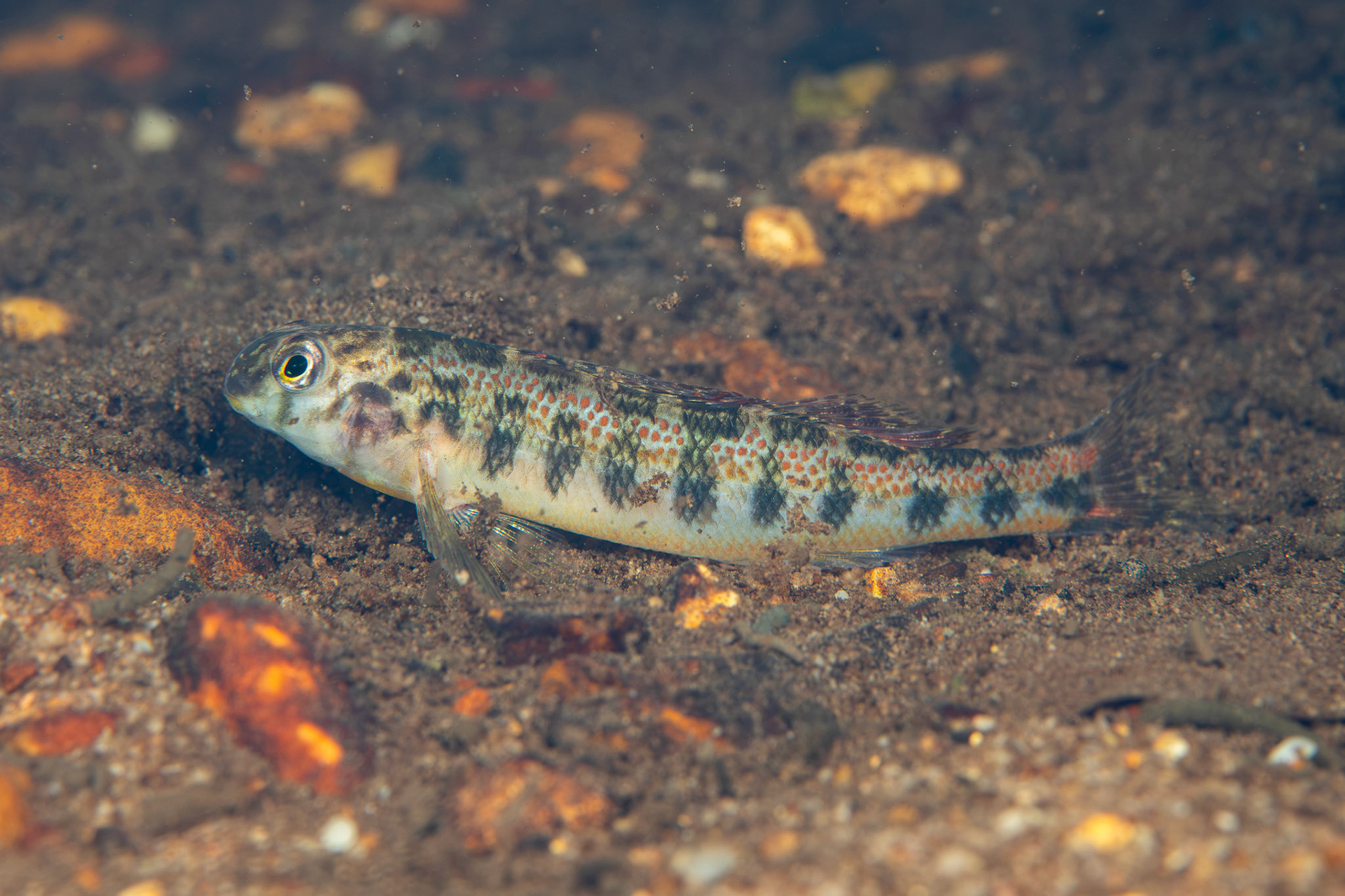Tennessee Snubnose Darter