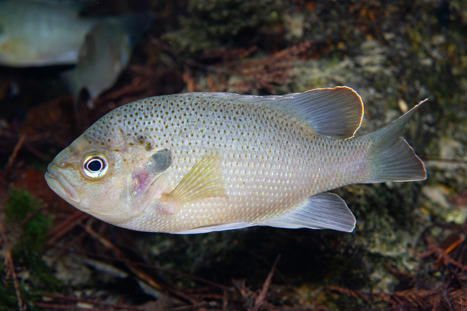 Spotted Sunfish
