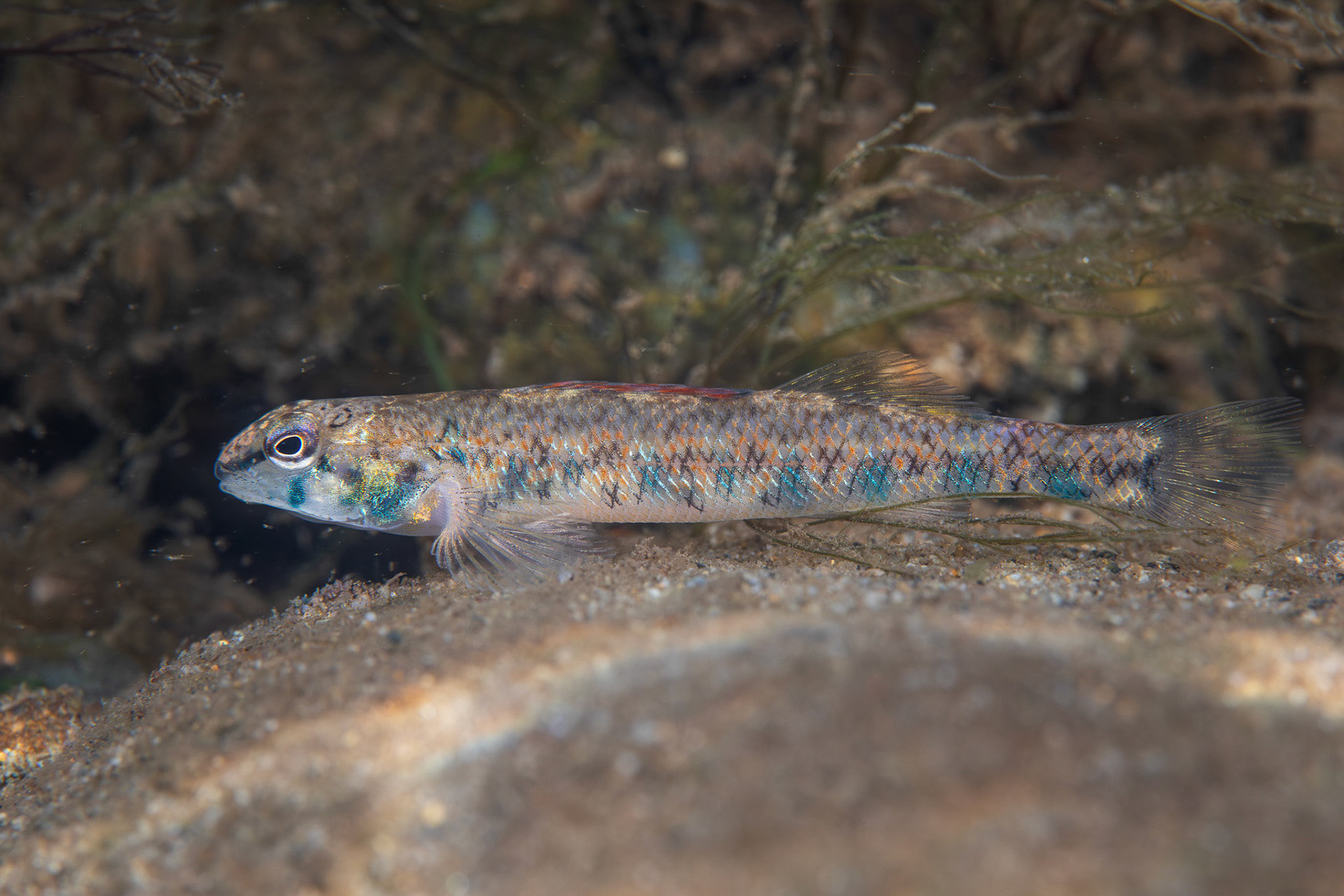 Speckled Darter
