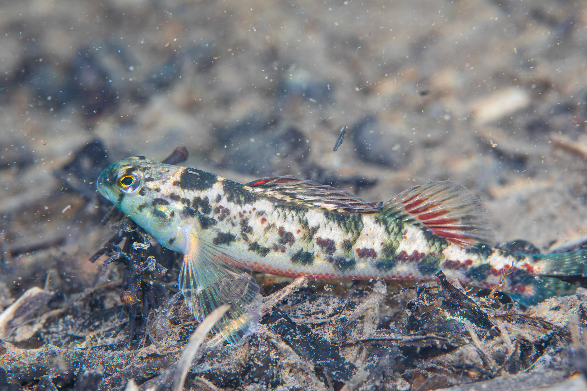 Vermillion Darter (Etheostoma chermocki)
