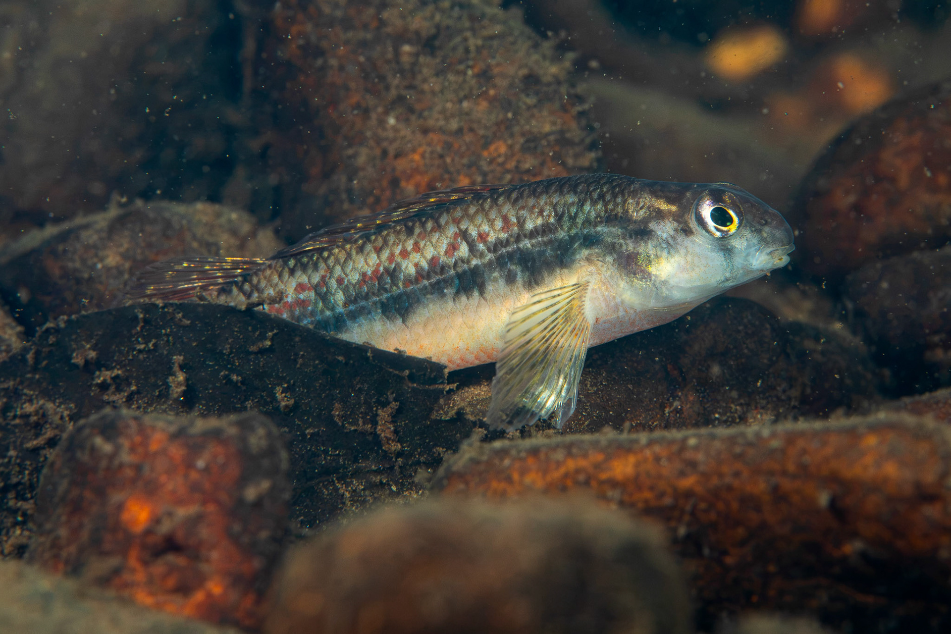 Blackstripe Snubnose Darter