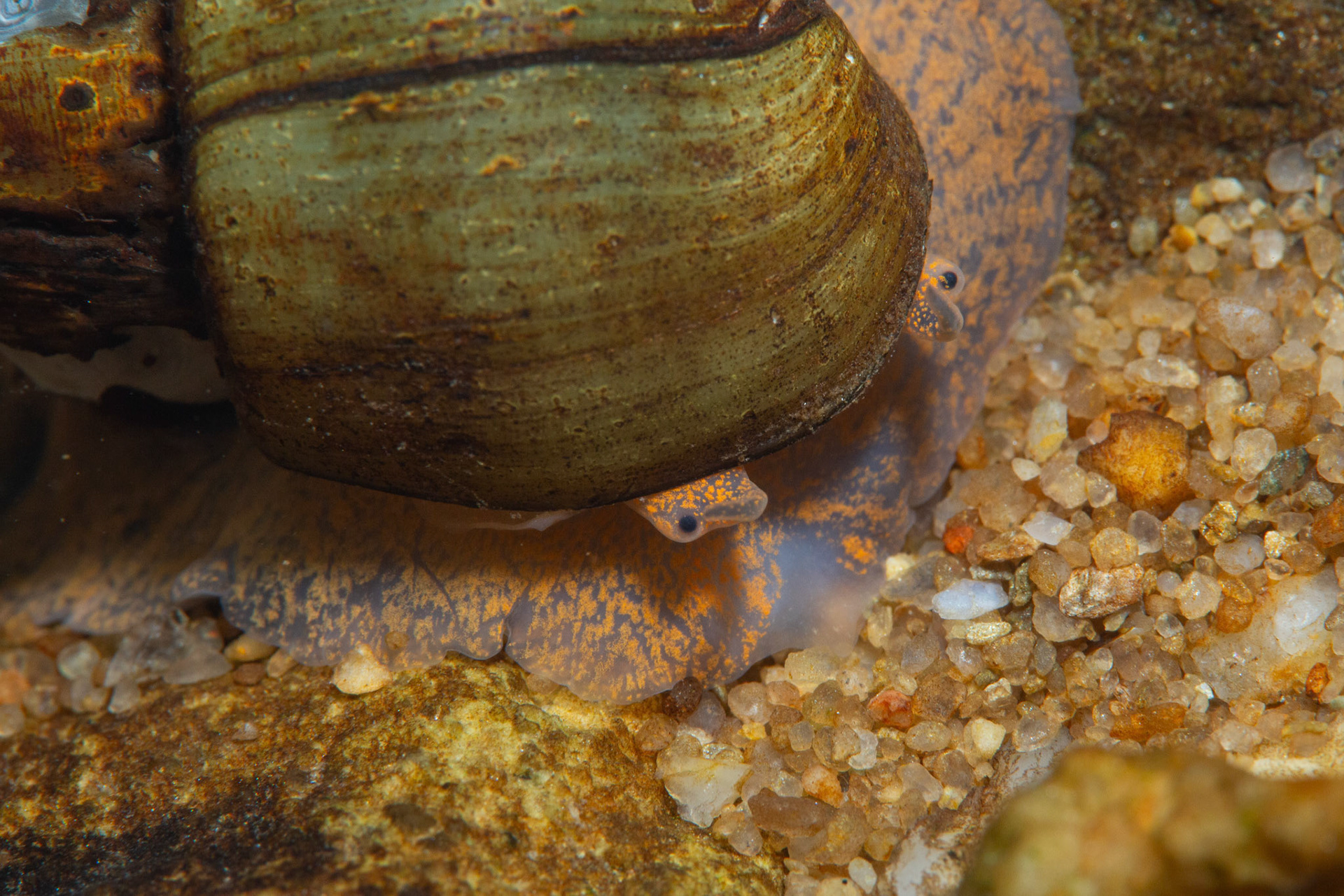 Cylinder Campeloma