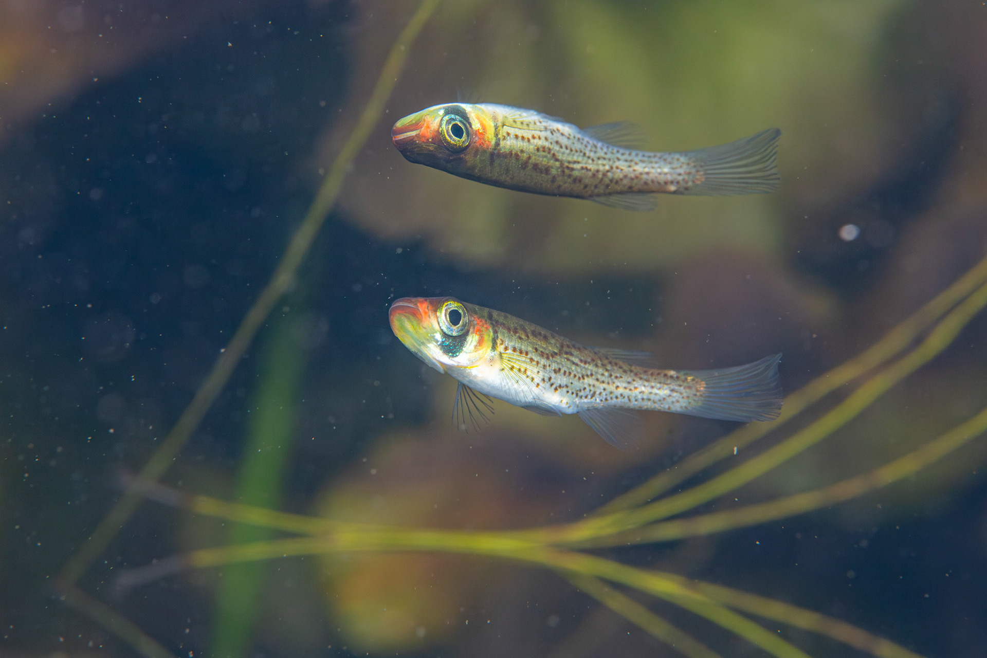 Russetfin Topminnow (Fundulus escambiae)