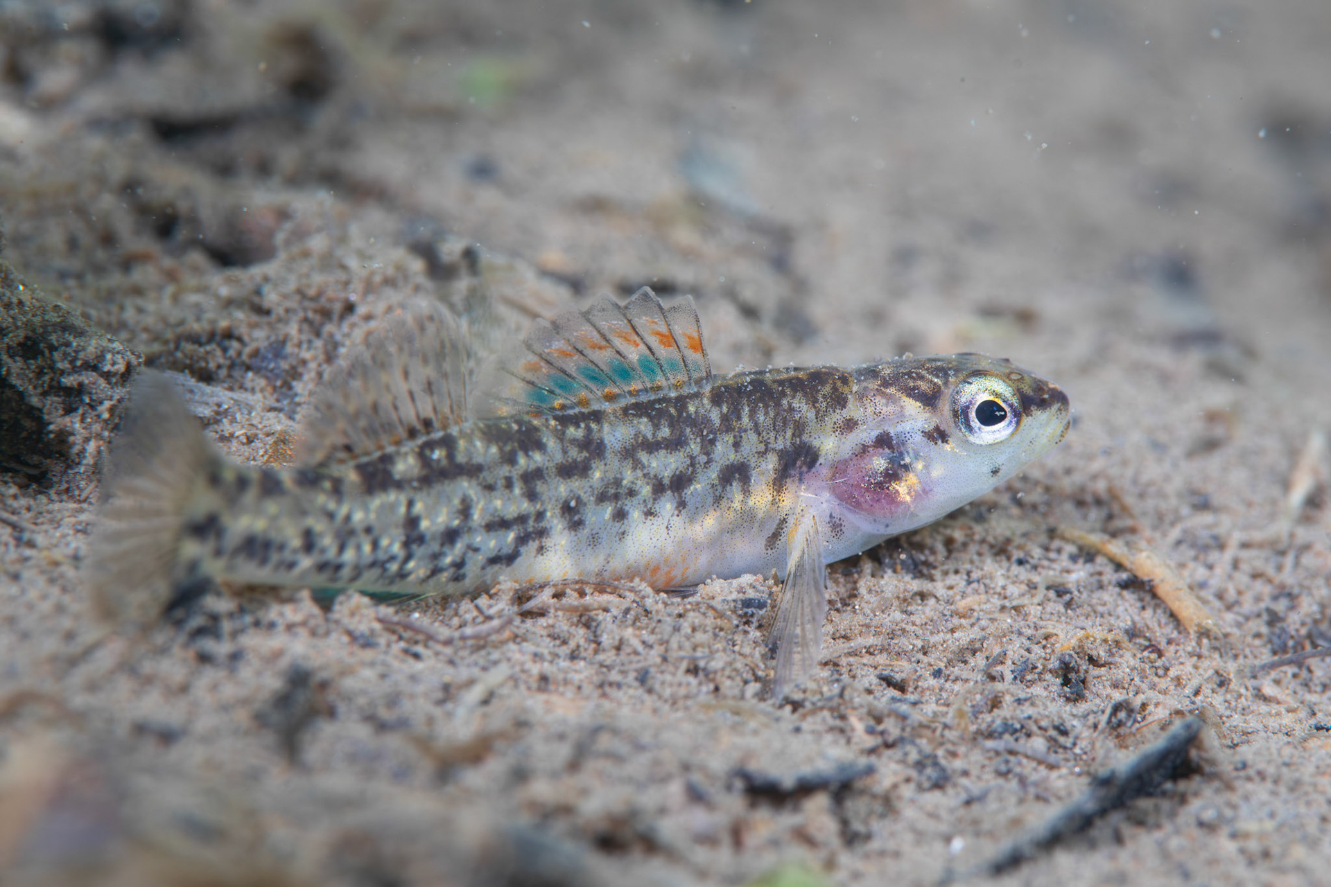 Watercress Darter (Etheostoma nuchale)
