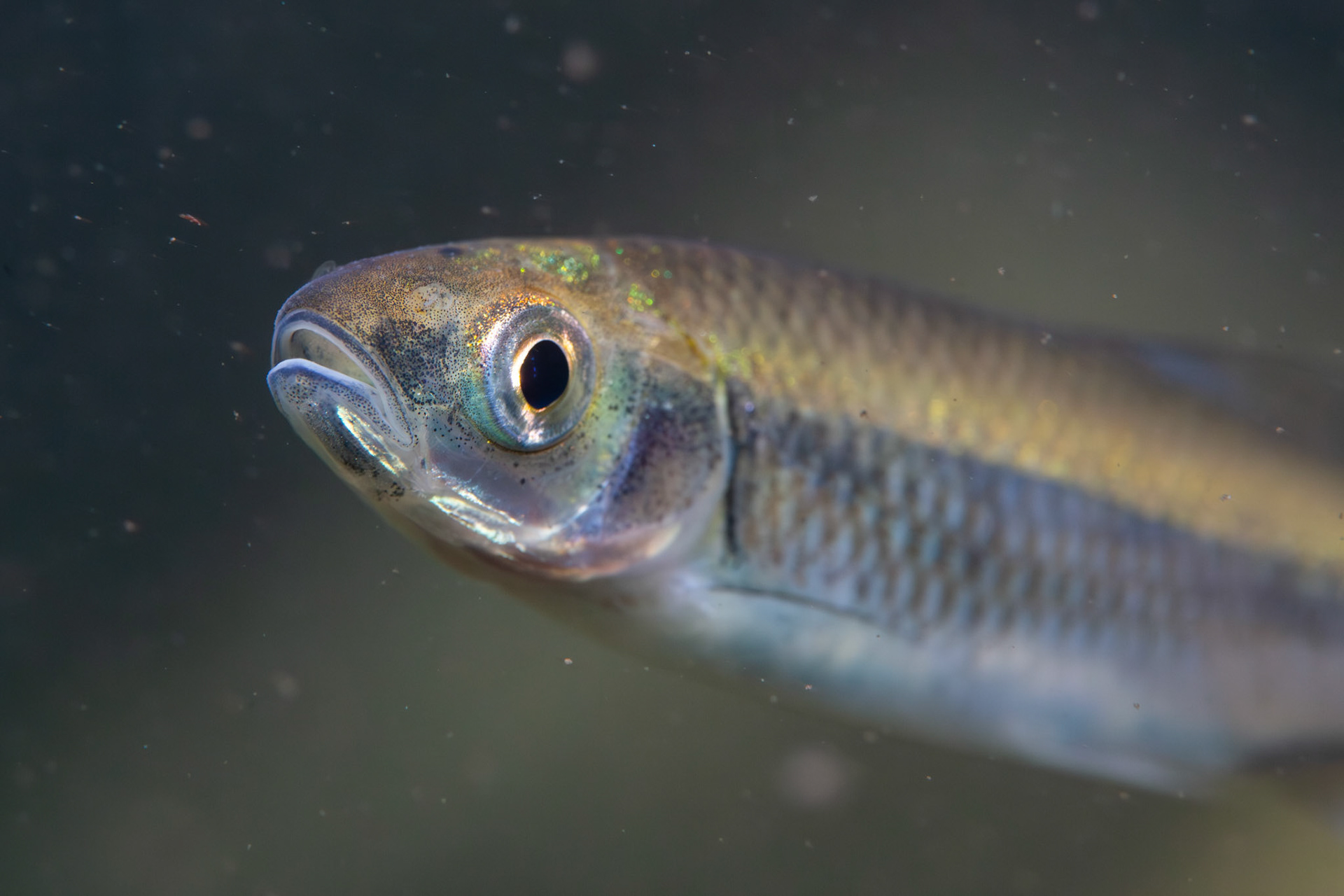 Weed shiner (Alburnops texanus)