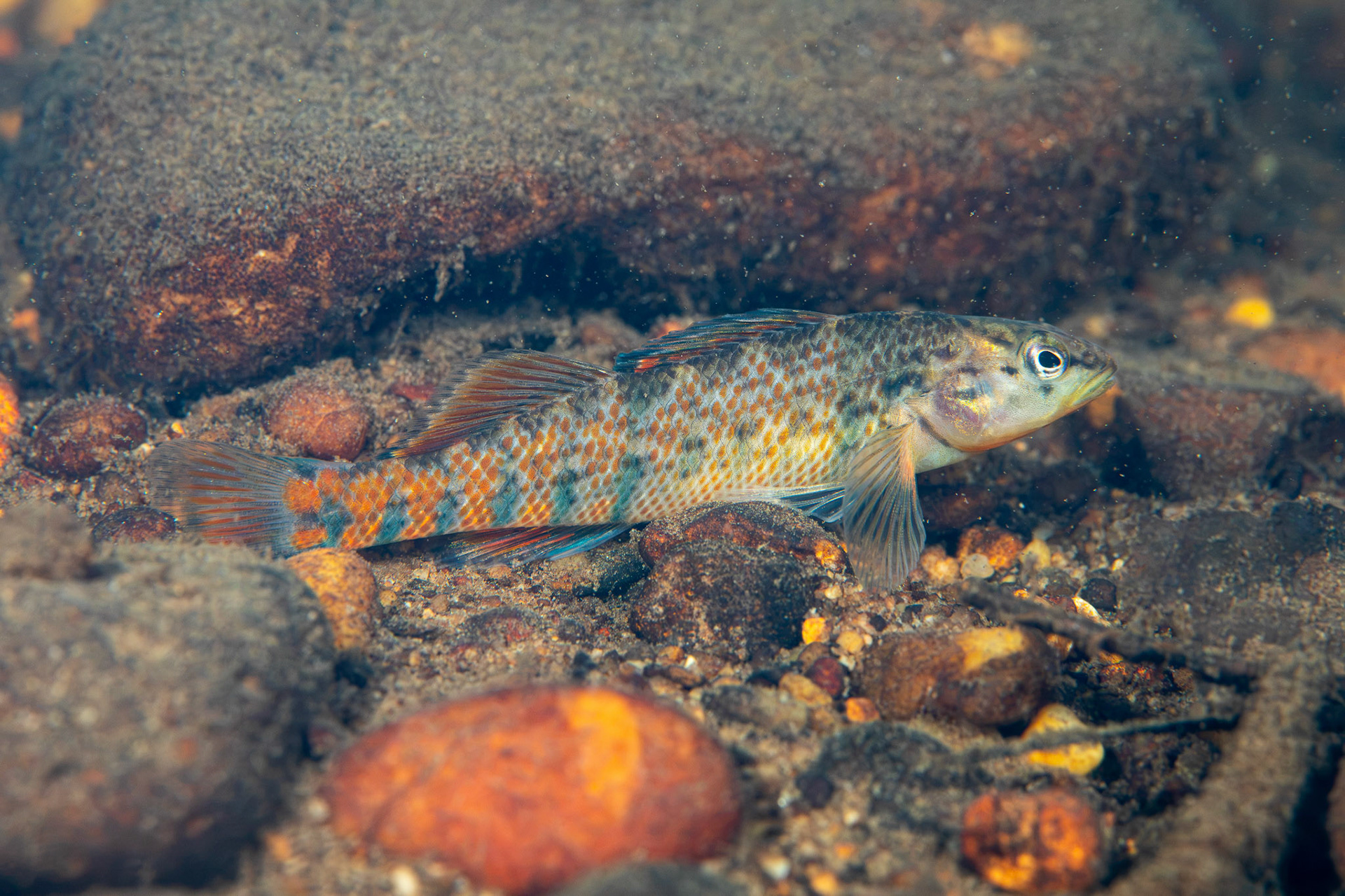 Rainbow Darter