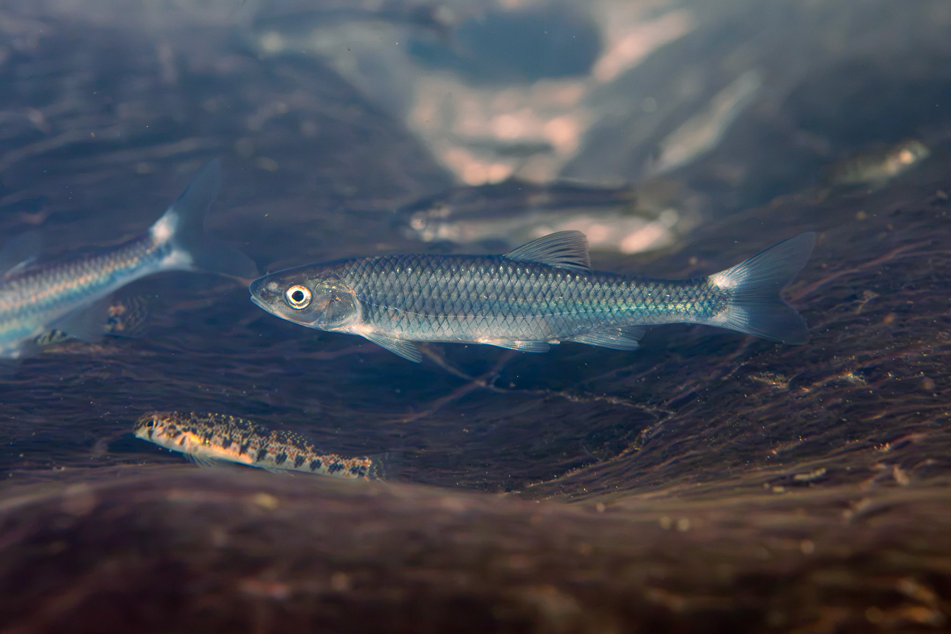 Whitetail Shiner