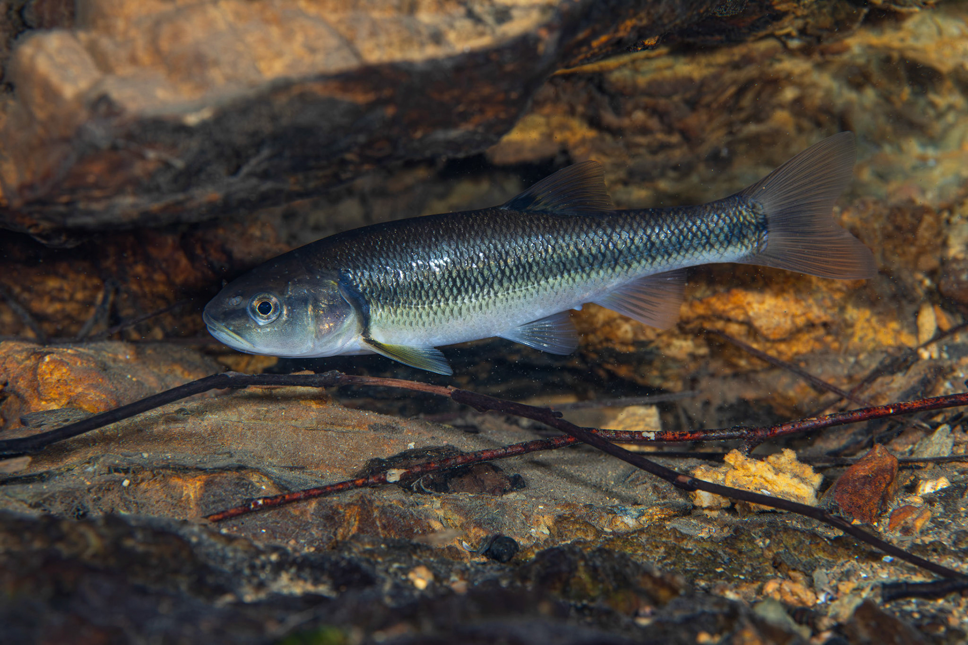 Creek Chub