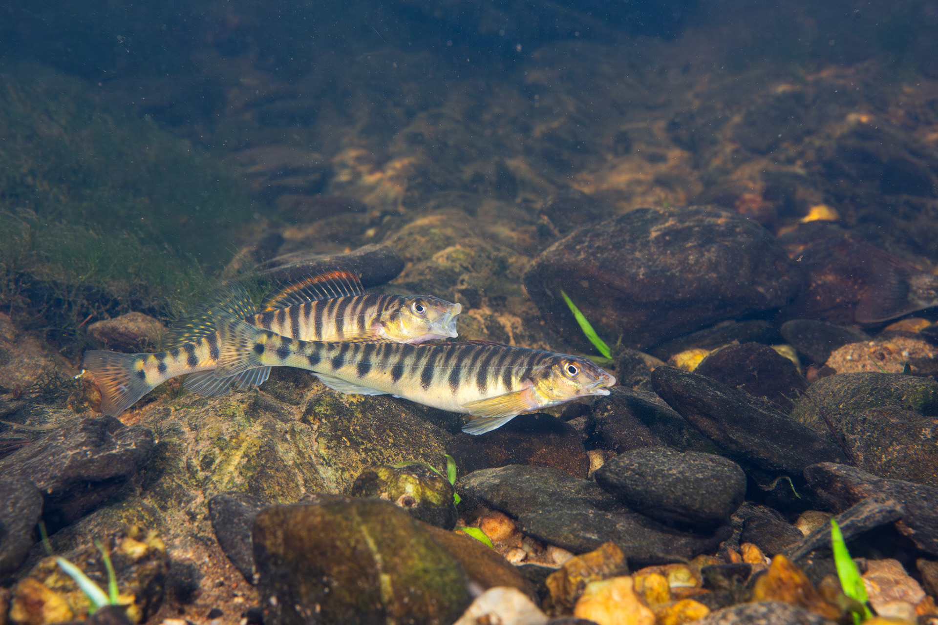 Mobile Logperch
