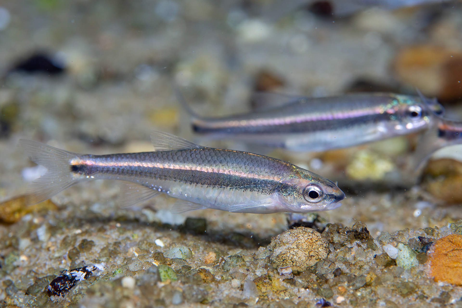 Redeye Chub