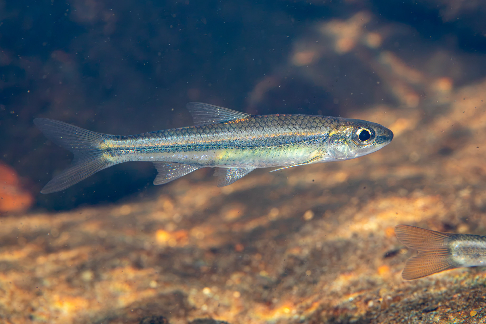 Bigeye Chub