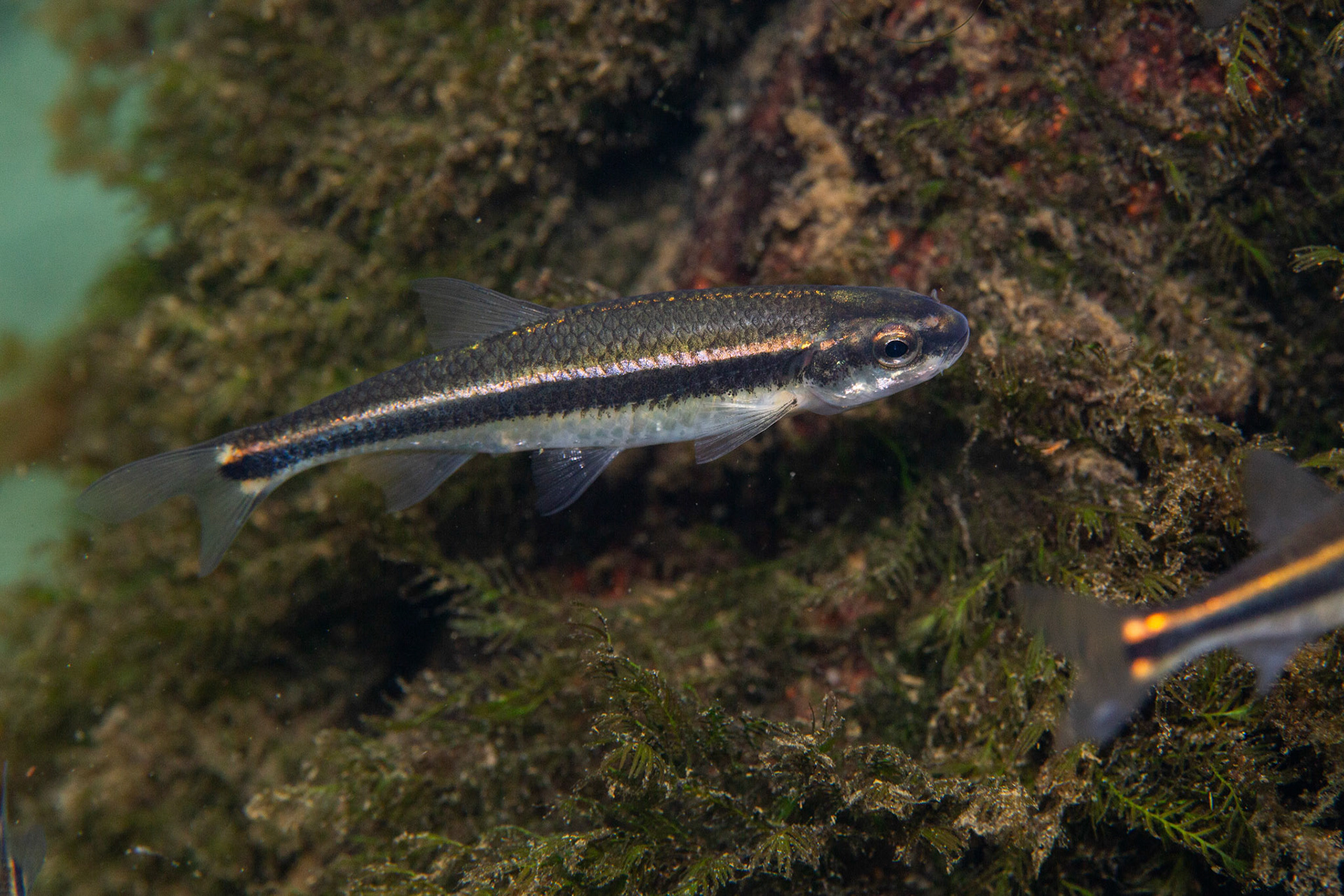 Redeye Chub