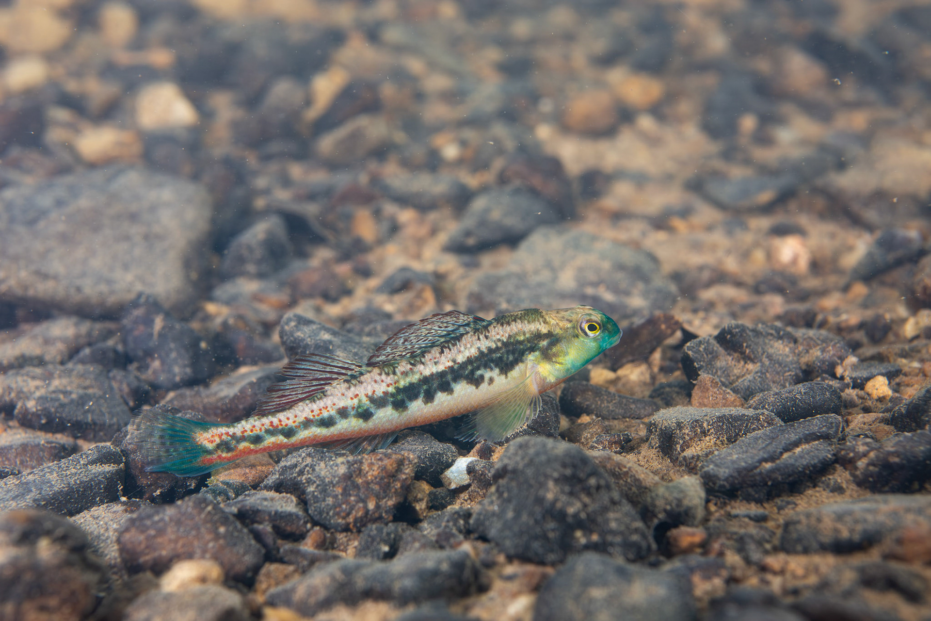 Blacksided Snubnose Darter