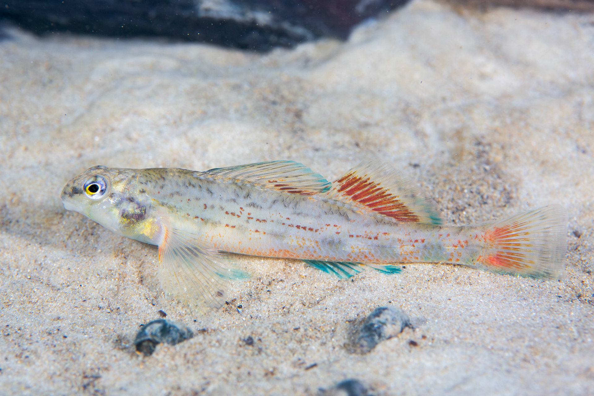 Coastal Darter