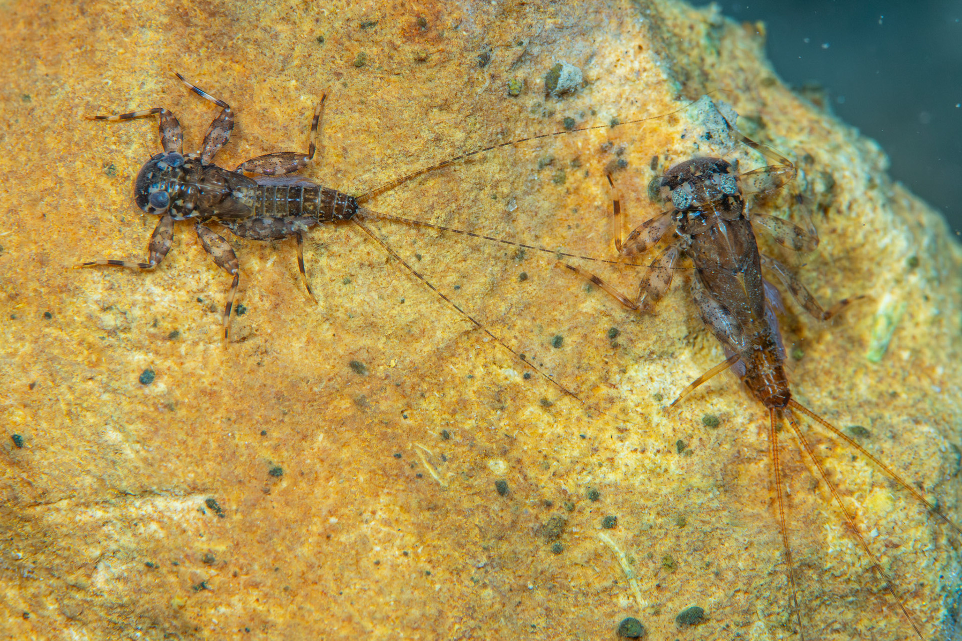 Stream Mayflies