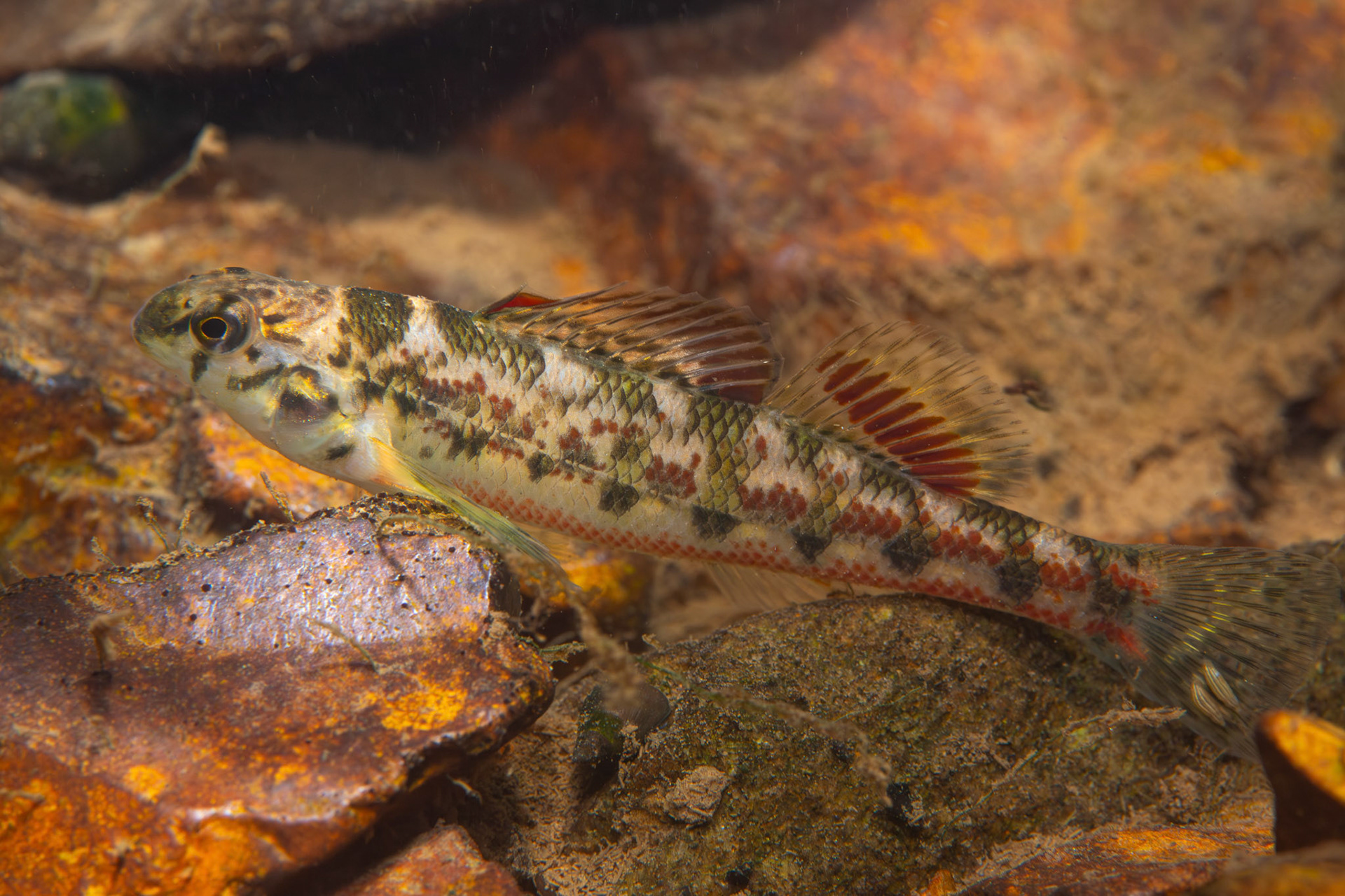 Vermillion Darter
