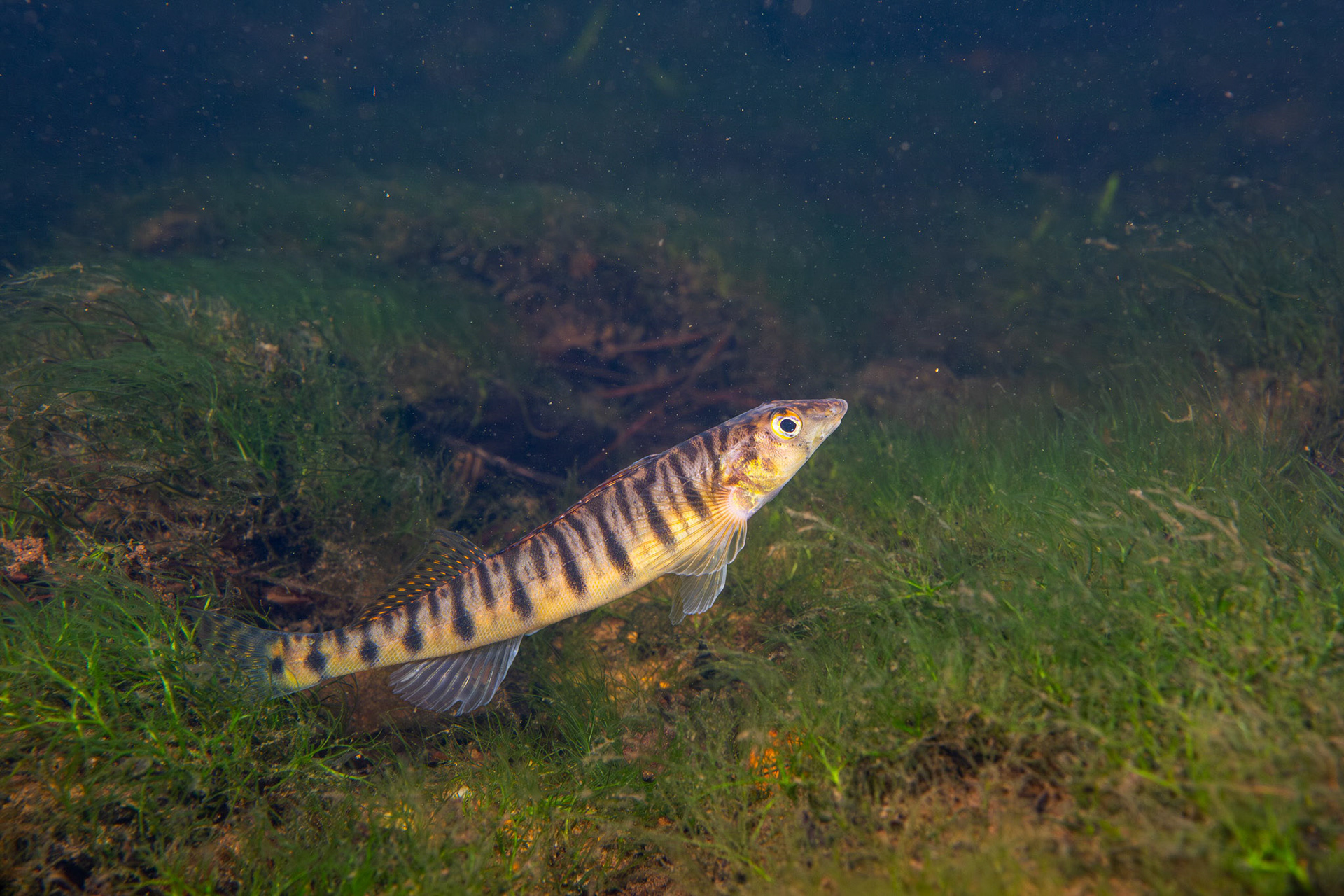 Mobile Logperch