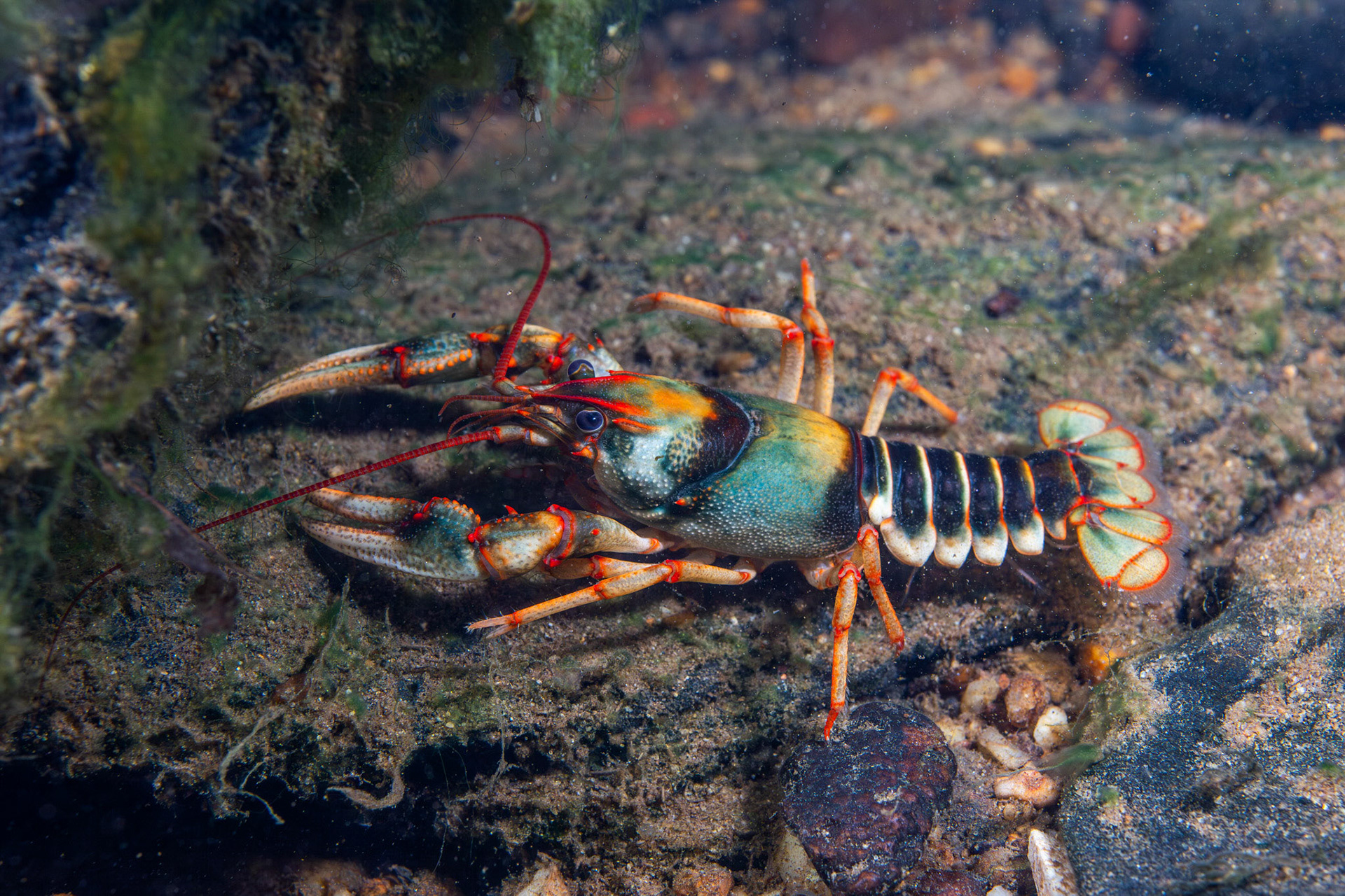 Chattooga River Crayfish