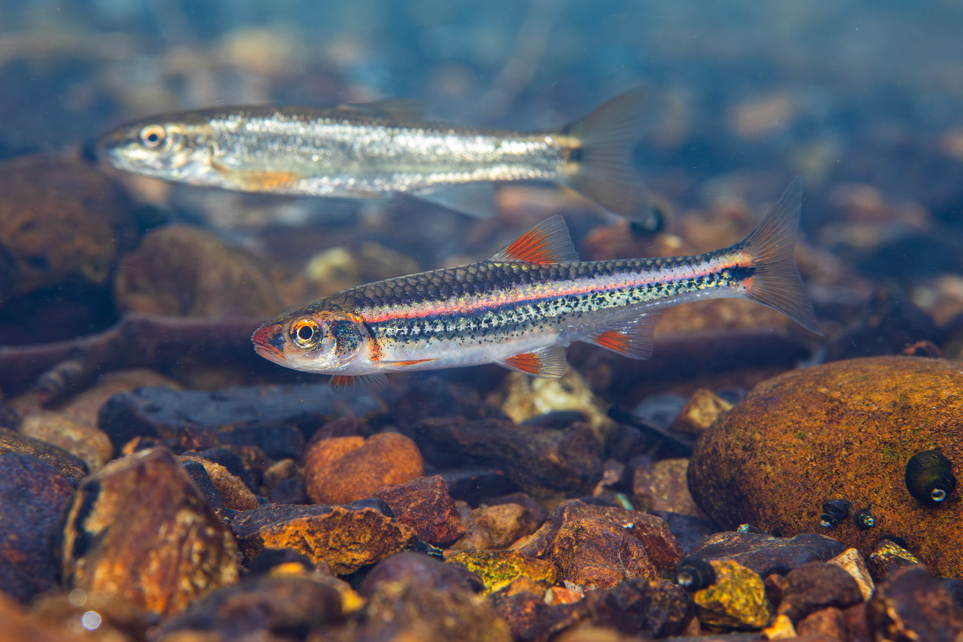 Rainbow Shiner