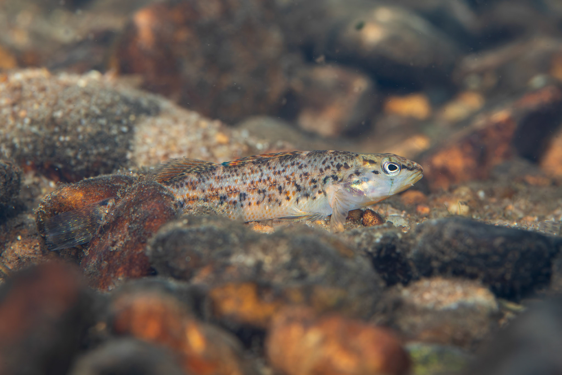 Rainbow Darter