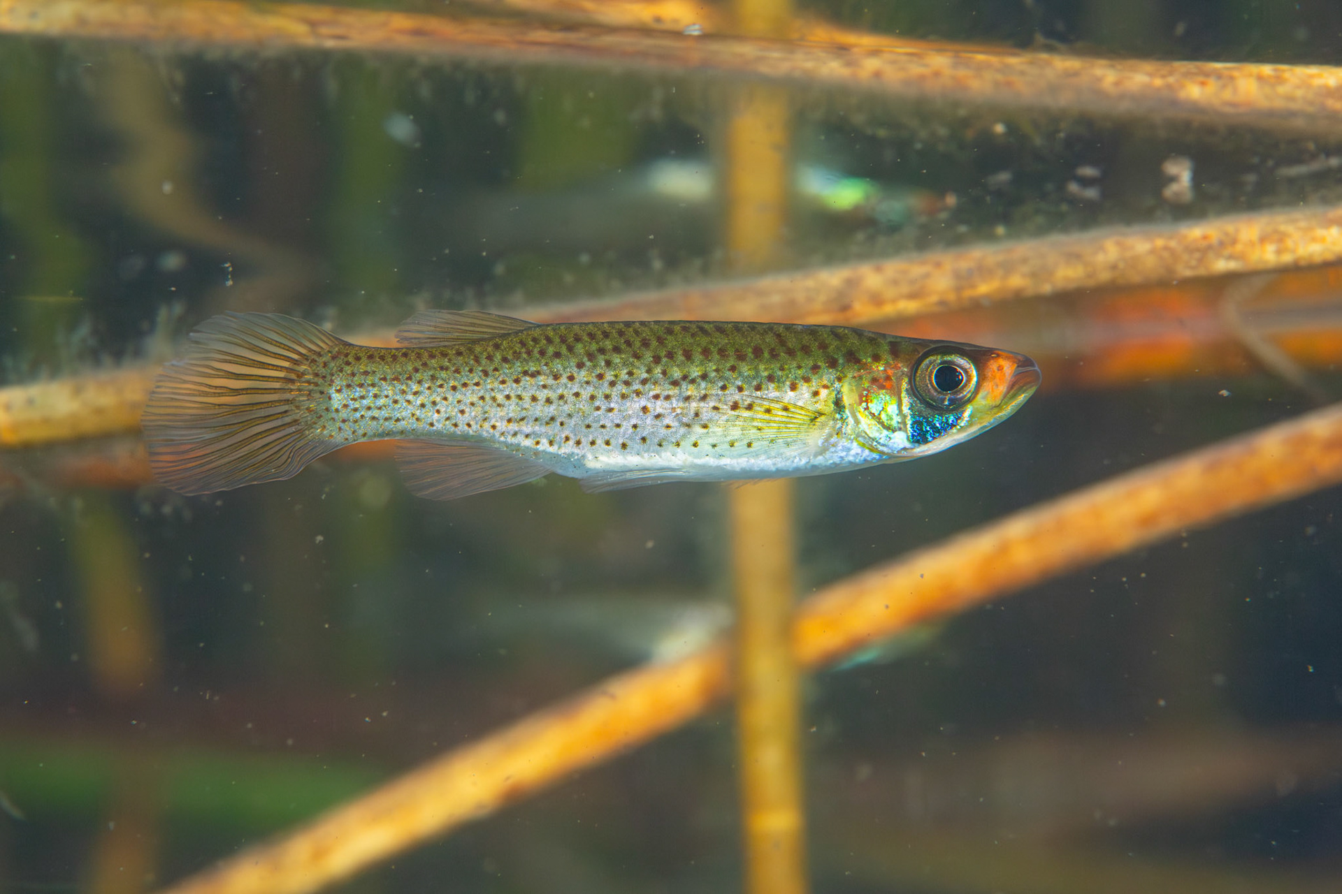 Russetfin Topminnow (Fundulus escambiae)
