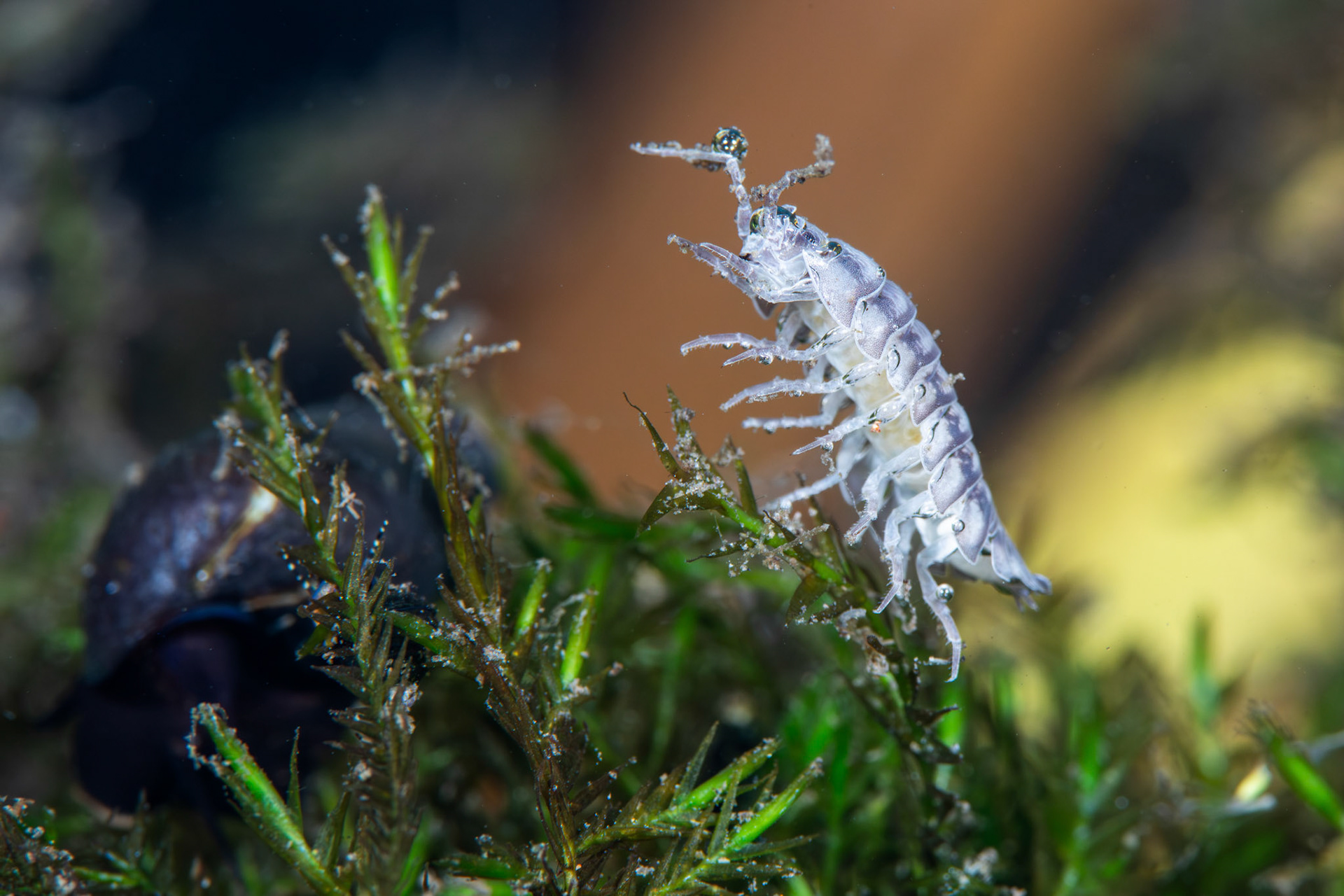 Nosy Pill Woodlouse