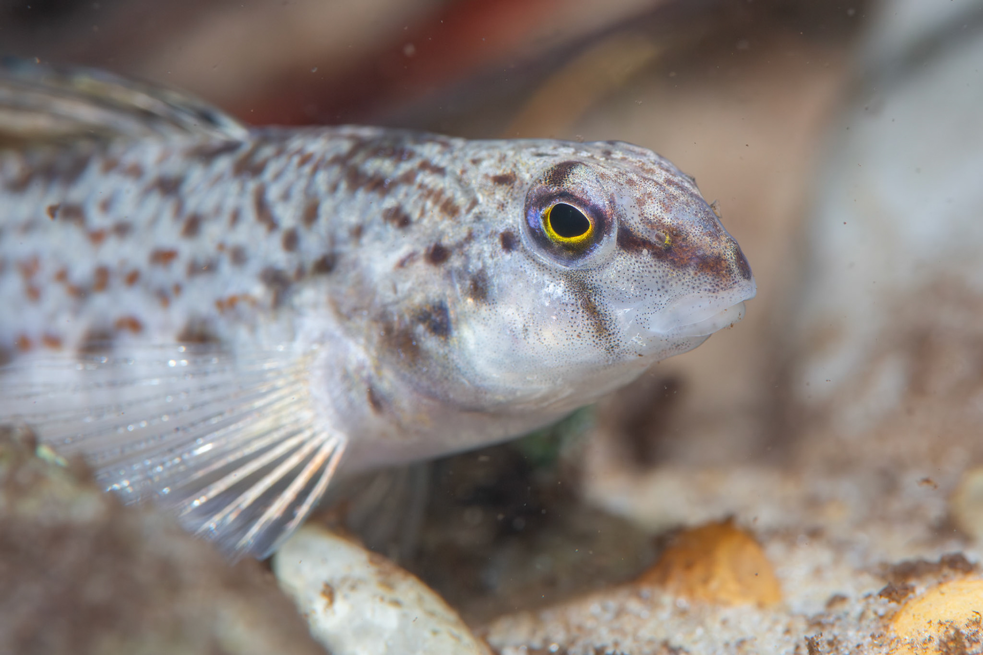 Coastal darter (Etheostoma colorosum)