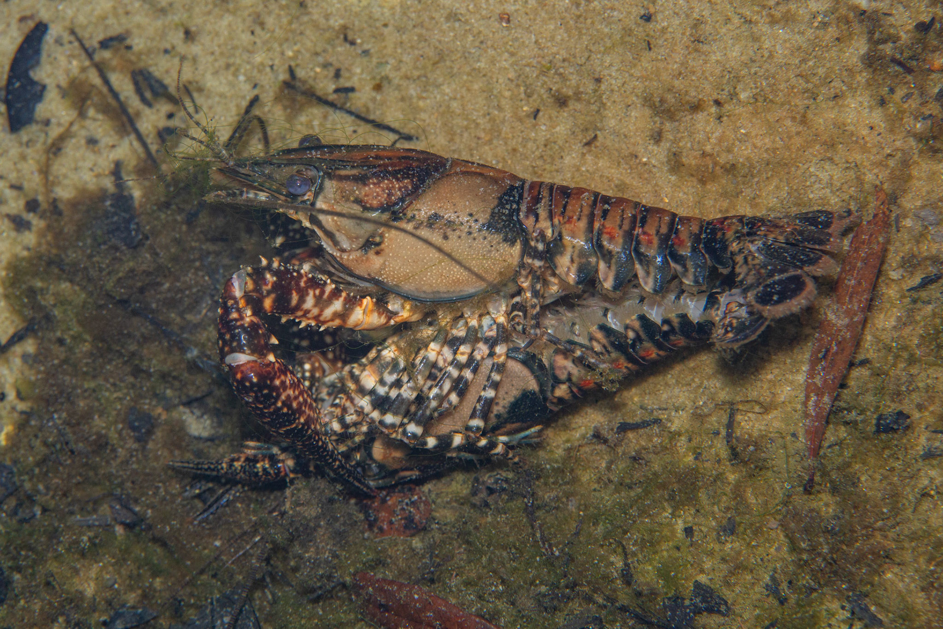 White-tubercled Crayfish
