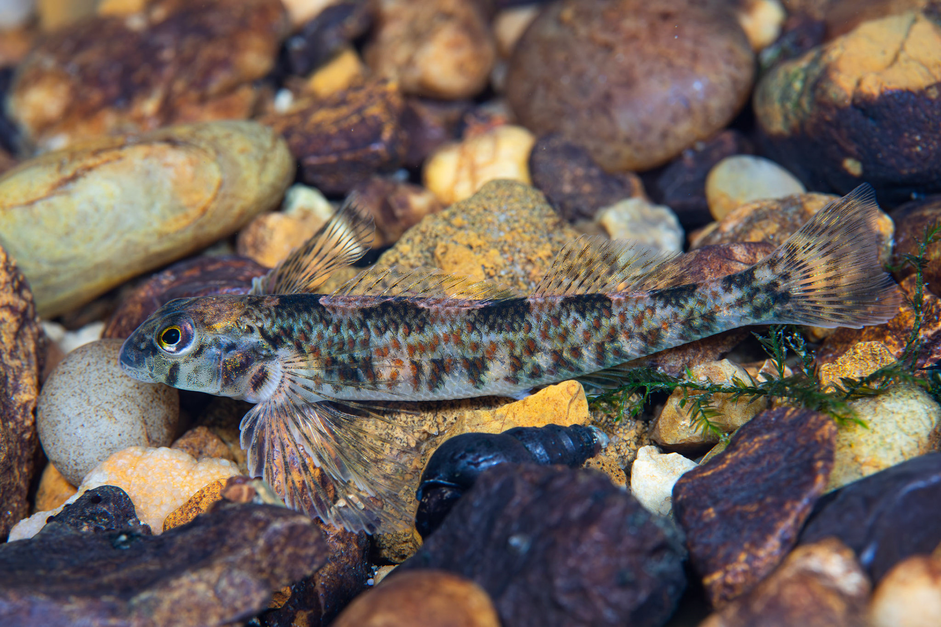 Rock Darter