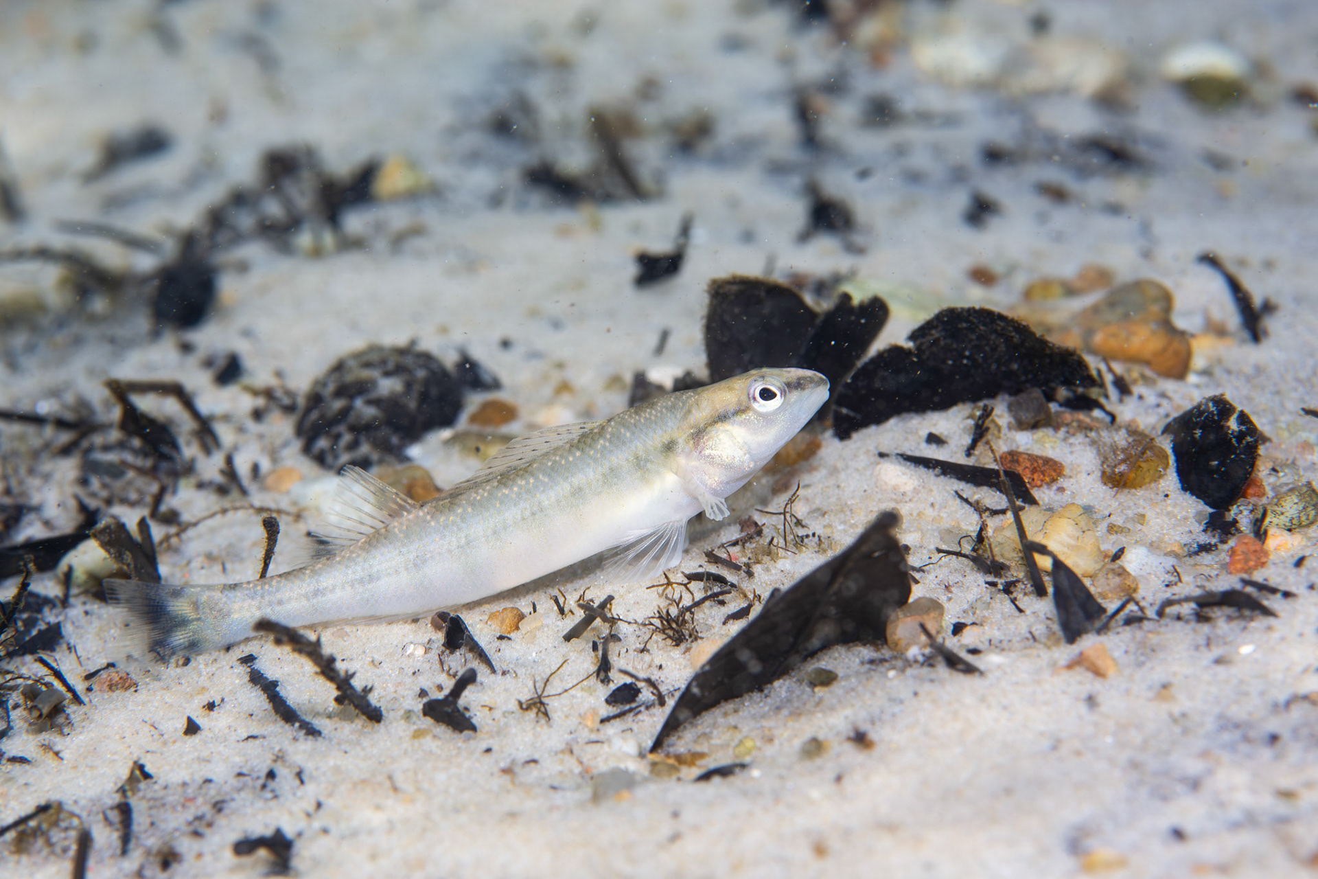 Blackbanded Darter