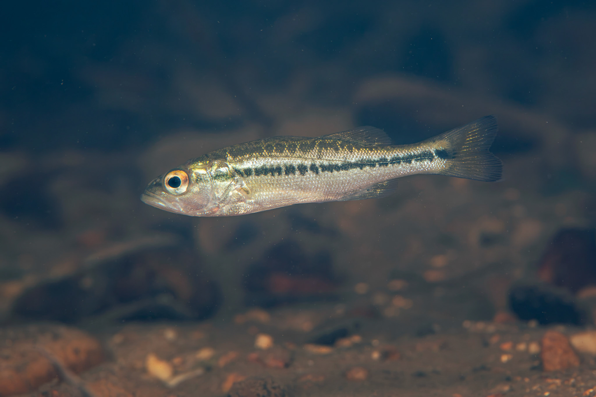 Spotted Bass