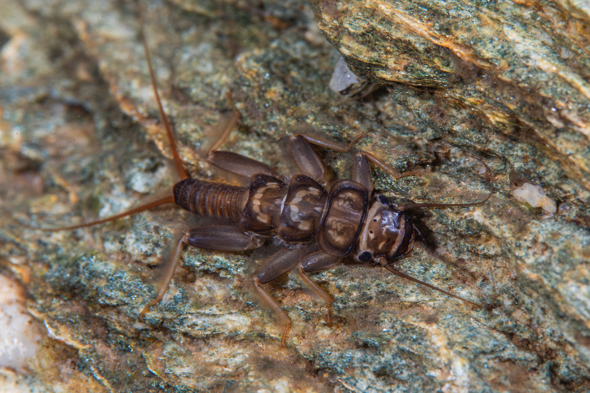 Common Stonefly